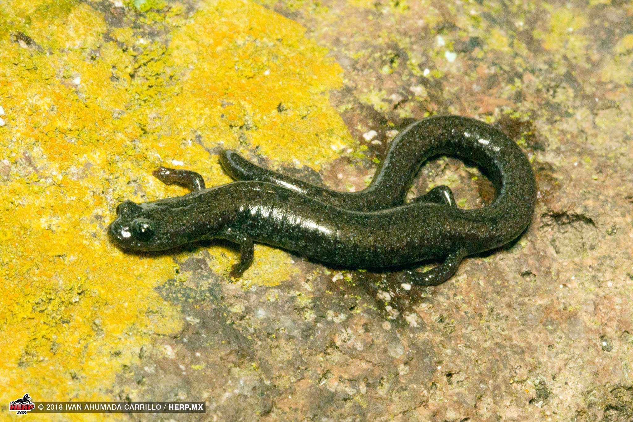 Garden Slender Salamander (<em>Batrachoseps major</em>)<br />© Ivan Ahumada Carrillo / HERP.MX