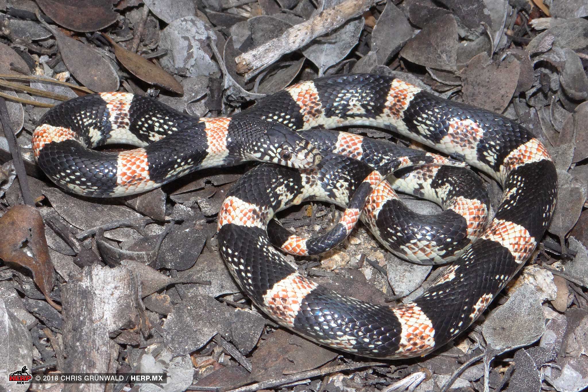 Long-nosed Snake (<em>Rhinocheilus lecontei</em>)<br />© Chris Grunwald / HERP.MX