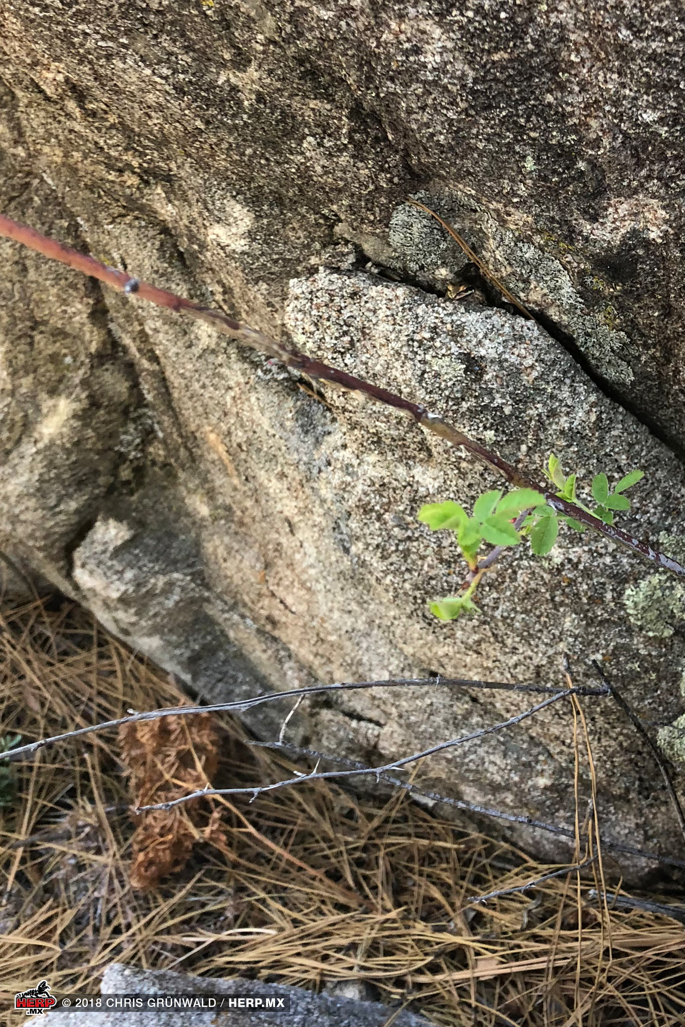 A Pacific Treefrog (<em>Pseudacris regilla</em>) seeks refuge in the crack of a granite boulder<br />© Chris Grünwald / HERP.MX