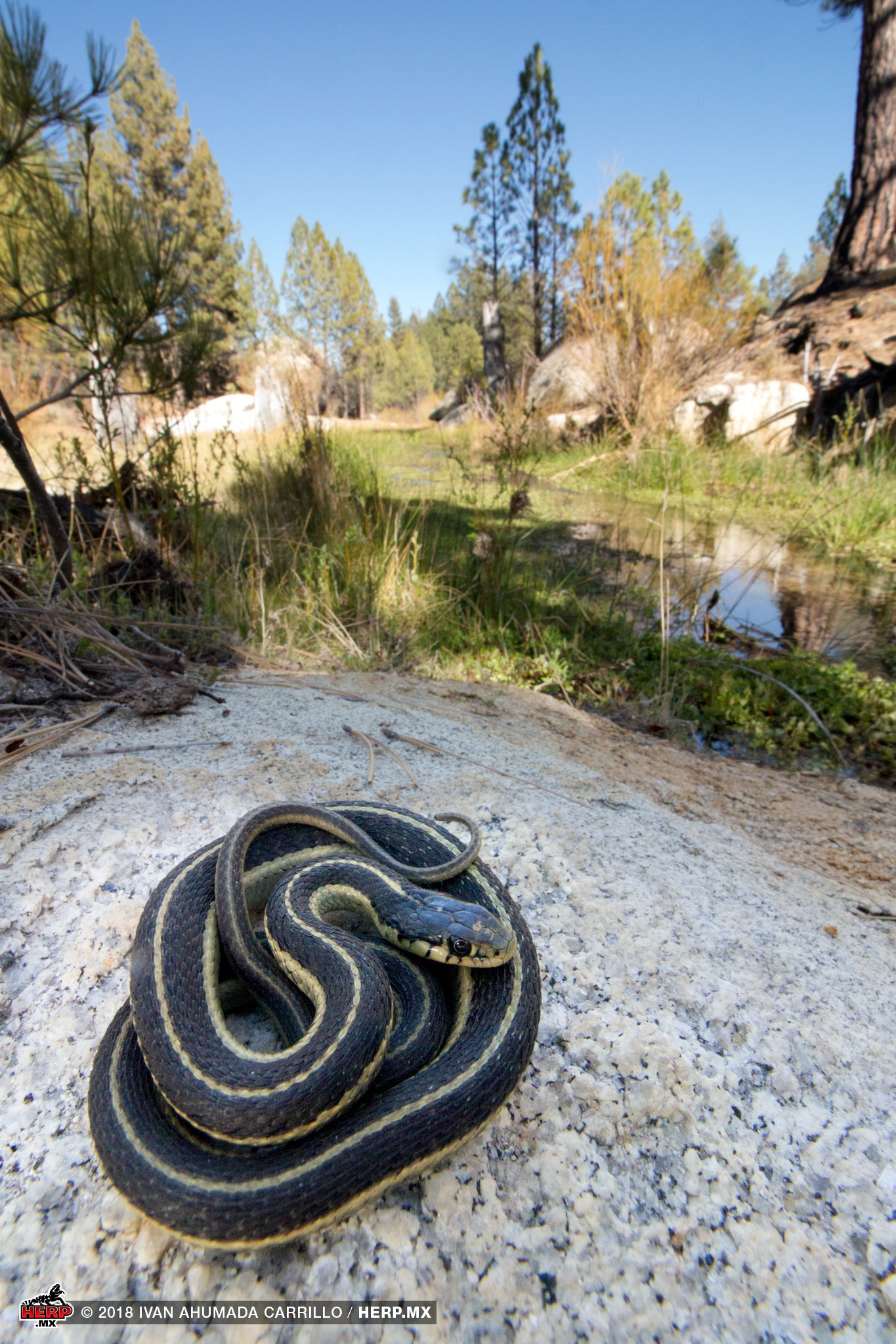 The endemic San Pedro Martír Garter Snake (<em>Thamnophis elegans hueyi</em>)<br />© Ivan Ahumada Carrillo / HERP.MX