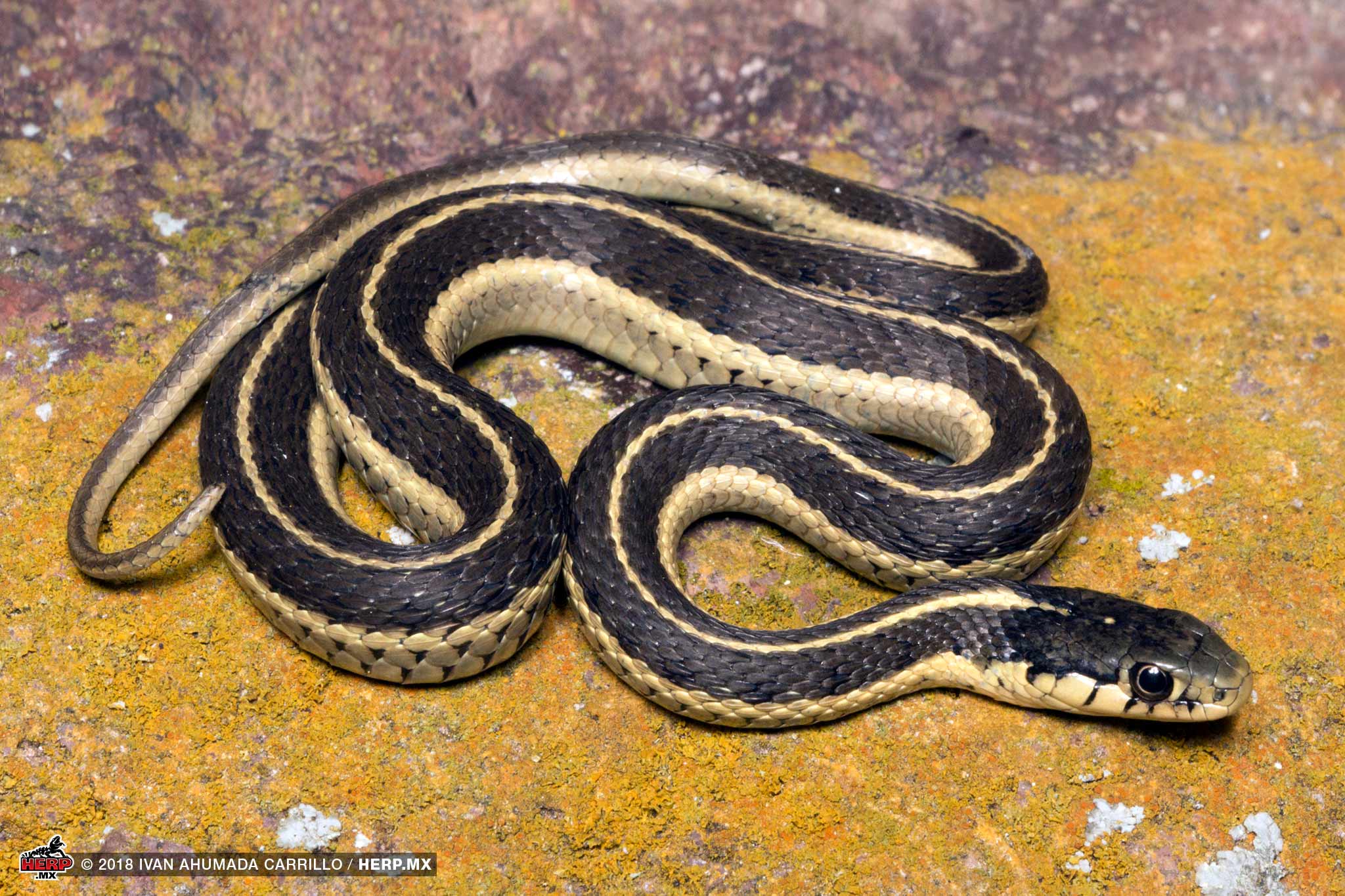 San Pedro Martír Garter Snake (<em>Thamnophis elegans hueyi</em>) <br />© Ivan Ahumada Carrillo / HERP.MX