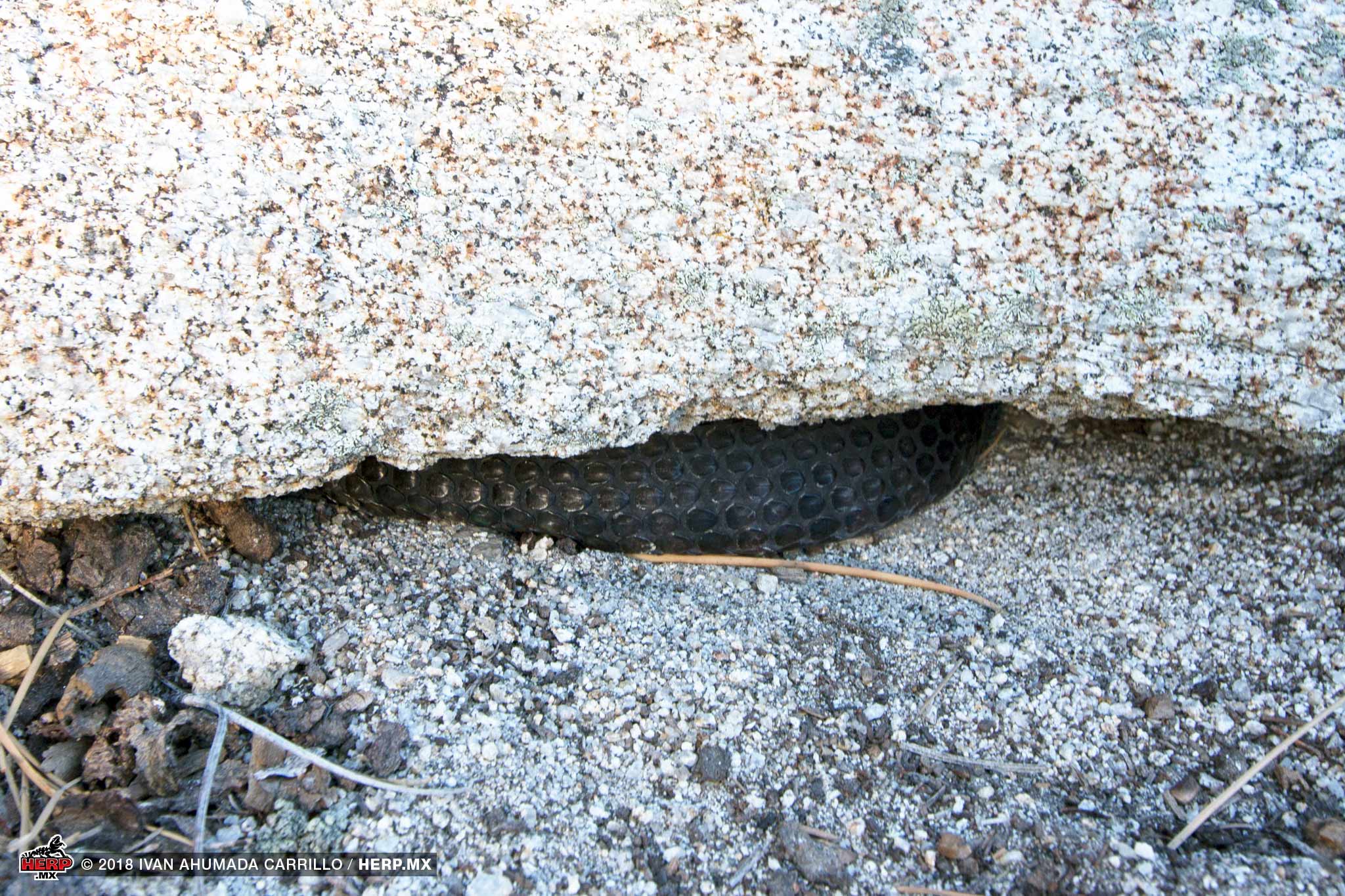A Southern Pacific Rattlesnake (<em>Crotalus helleri</em>) hangs a coil out of a rocky crevice <br />© Ivan Ahumada Carrillo / HERP.MX