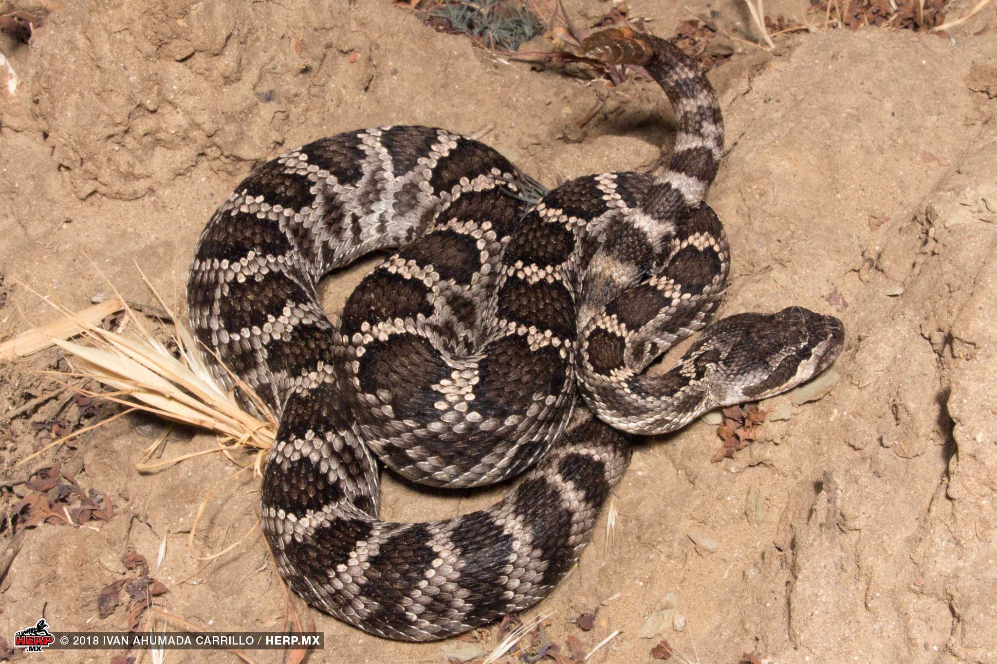 Southern Pacific Rattlesnake (<em>Crotalus helleri</em>) <br />© Ivan Ahumada Carrillo / HERP.MX