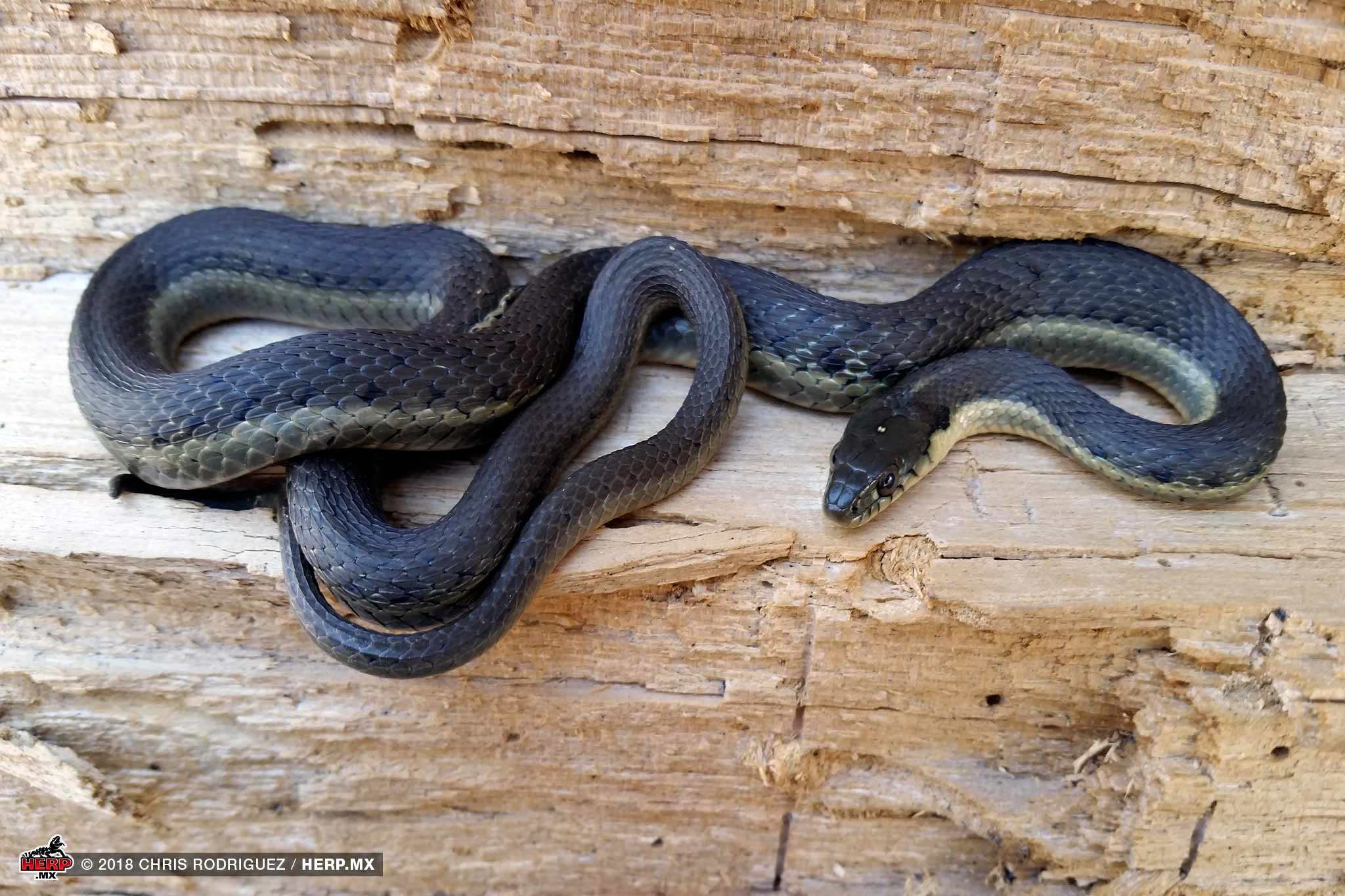 Two-Striped Garter Snake (<em>Thamnophis hammondii</em>)<br />© Chris Rodriguez / HERP.MX