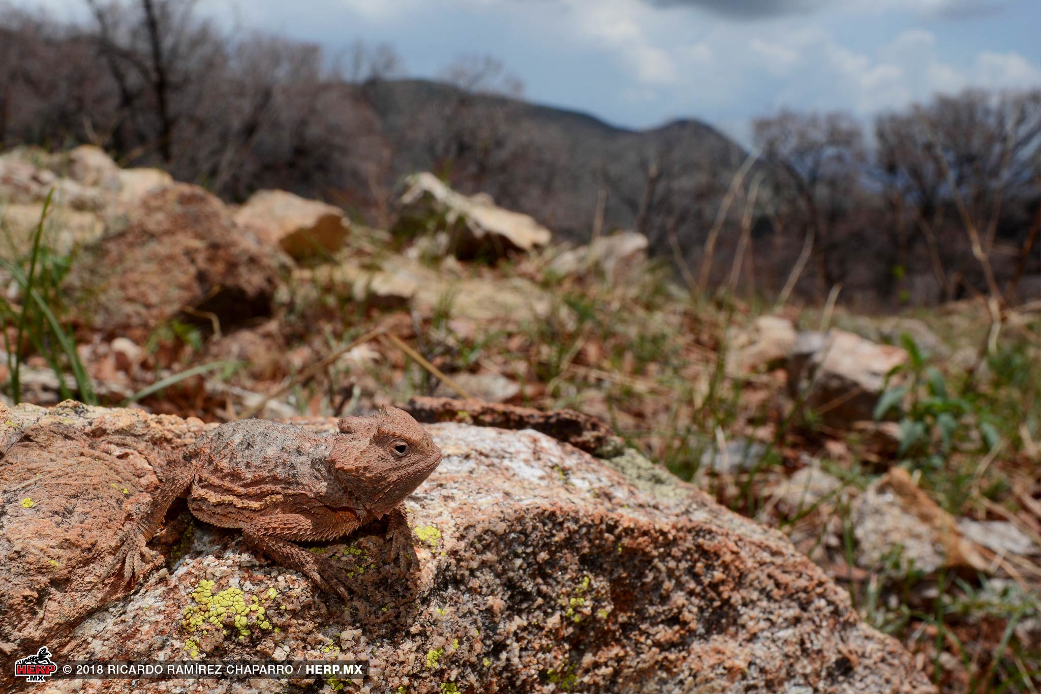 Ditmar's Horned Lizard (<em>Phrynosoma ditmarsi</em>) in habitat © Ricardo Ramírez Chaparro / HERP.MX