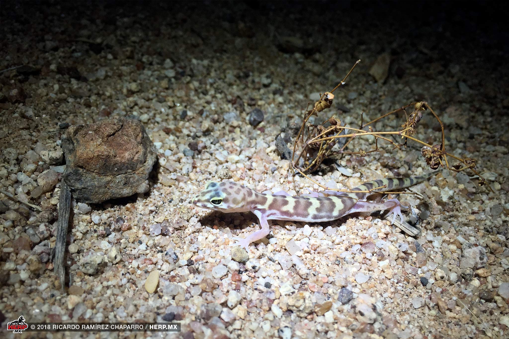 Sonoran Banded Gecko (<em>Coleonyx variegatus sonoriensis</em>)<br />© Ricardo Ramírez Chaparro / HERP.MX