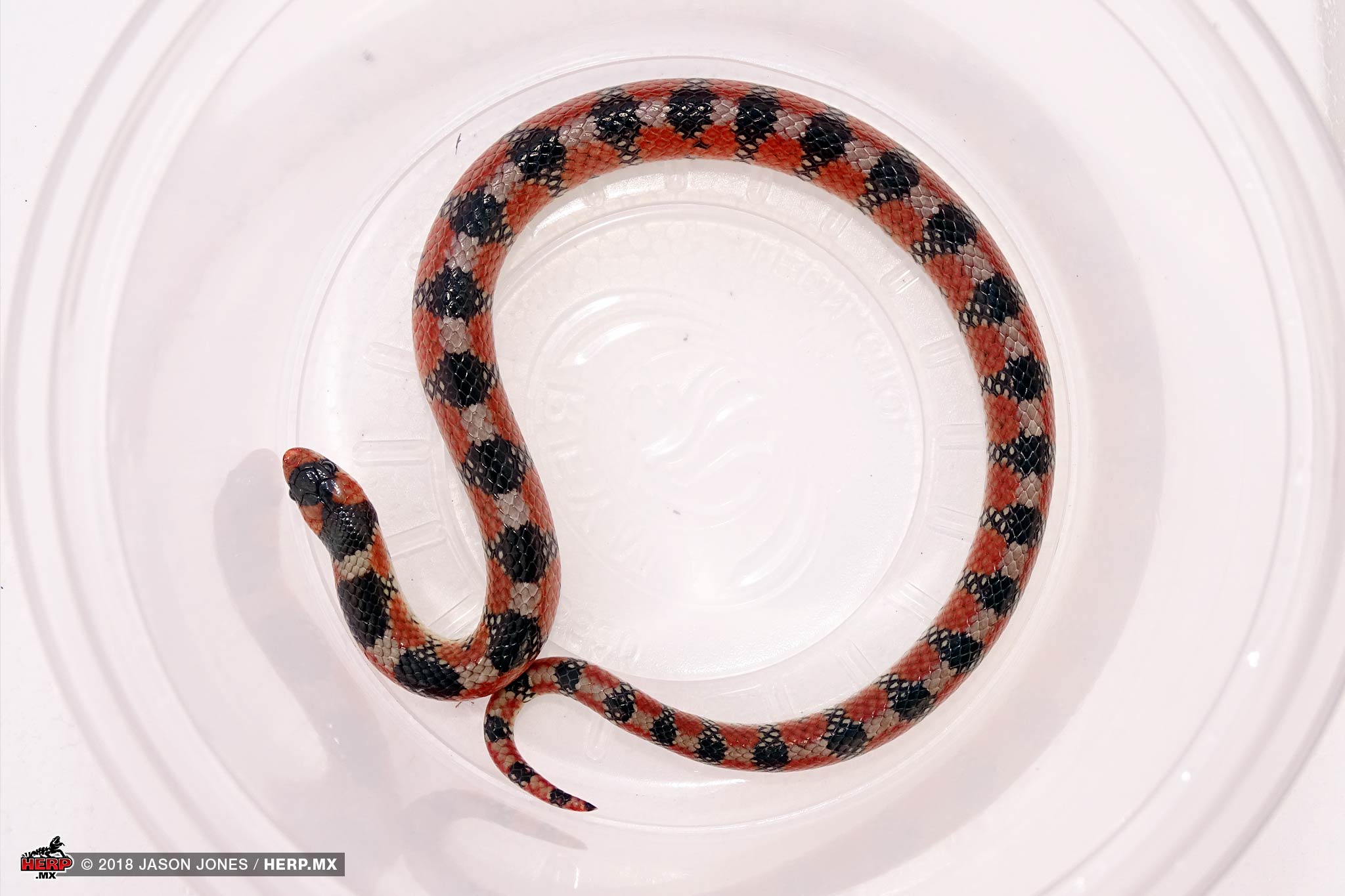Thornscrub Hooknose Snake (<em>Gyalopion quadrangulare</em>) <br />© Jason Jones / HERP.MX