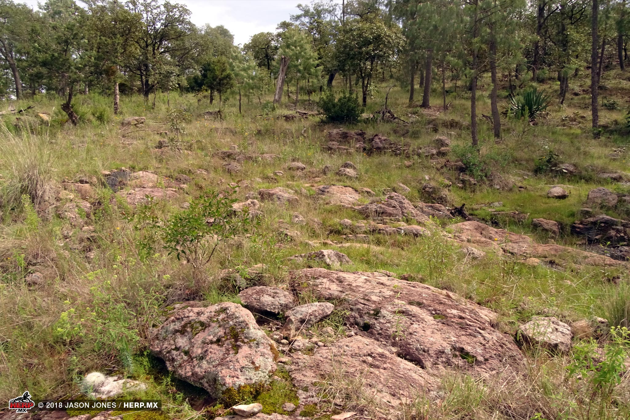 Habitat for Webb's Mountain Kingsnake (<em>Lampropeltis webbi</em>)<br />© Jason Jones / HERP.MX