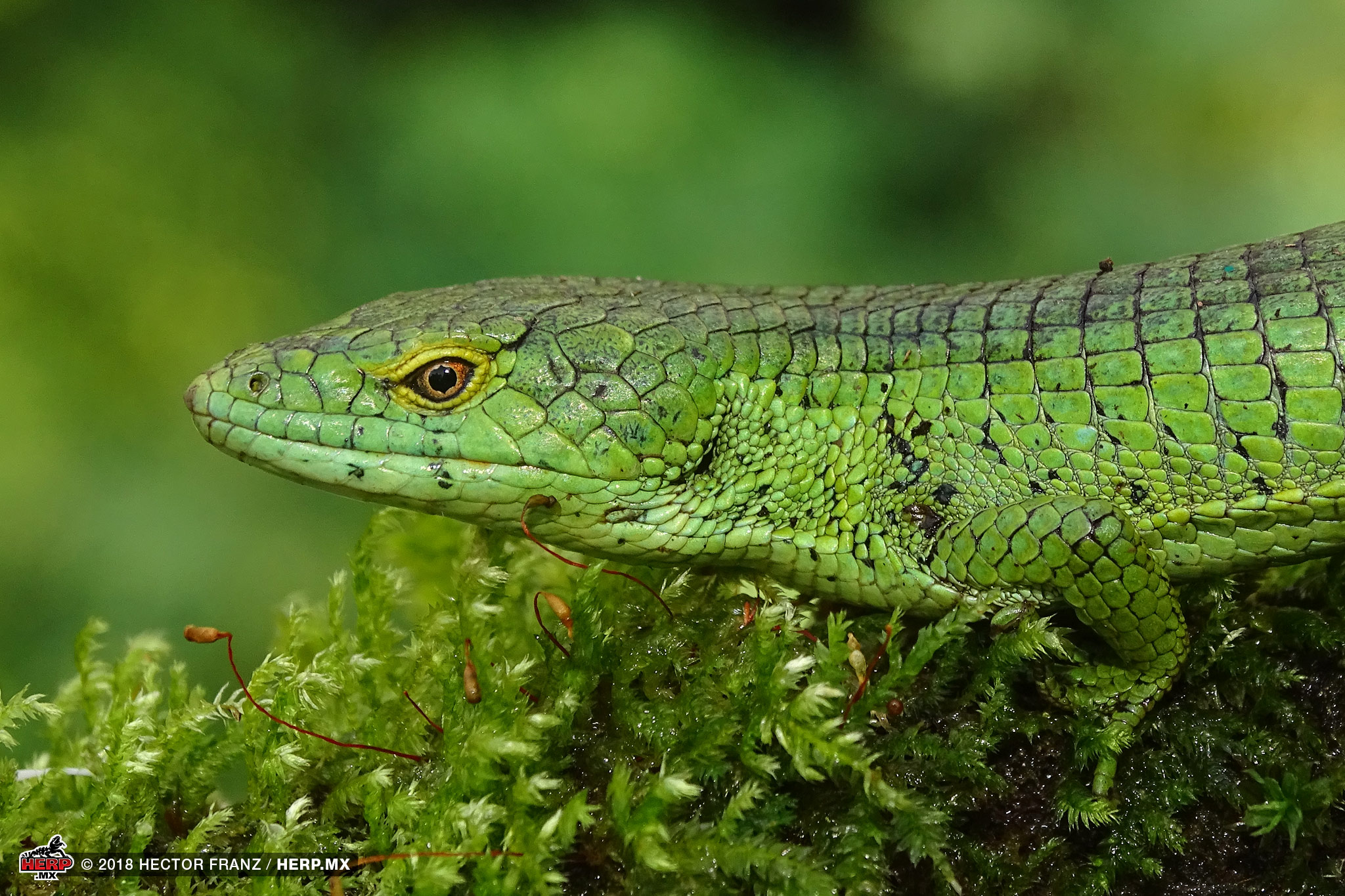 An adult Matuda's Arboreal Alligator Lizard (<i>Abronia matudai</i>) © Hector Franz / HERP.MX