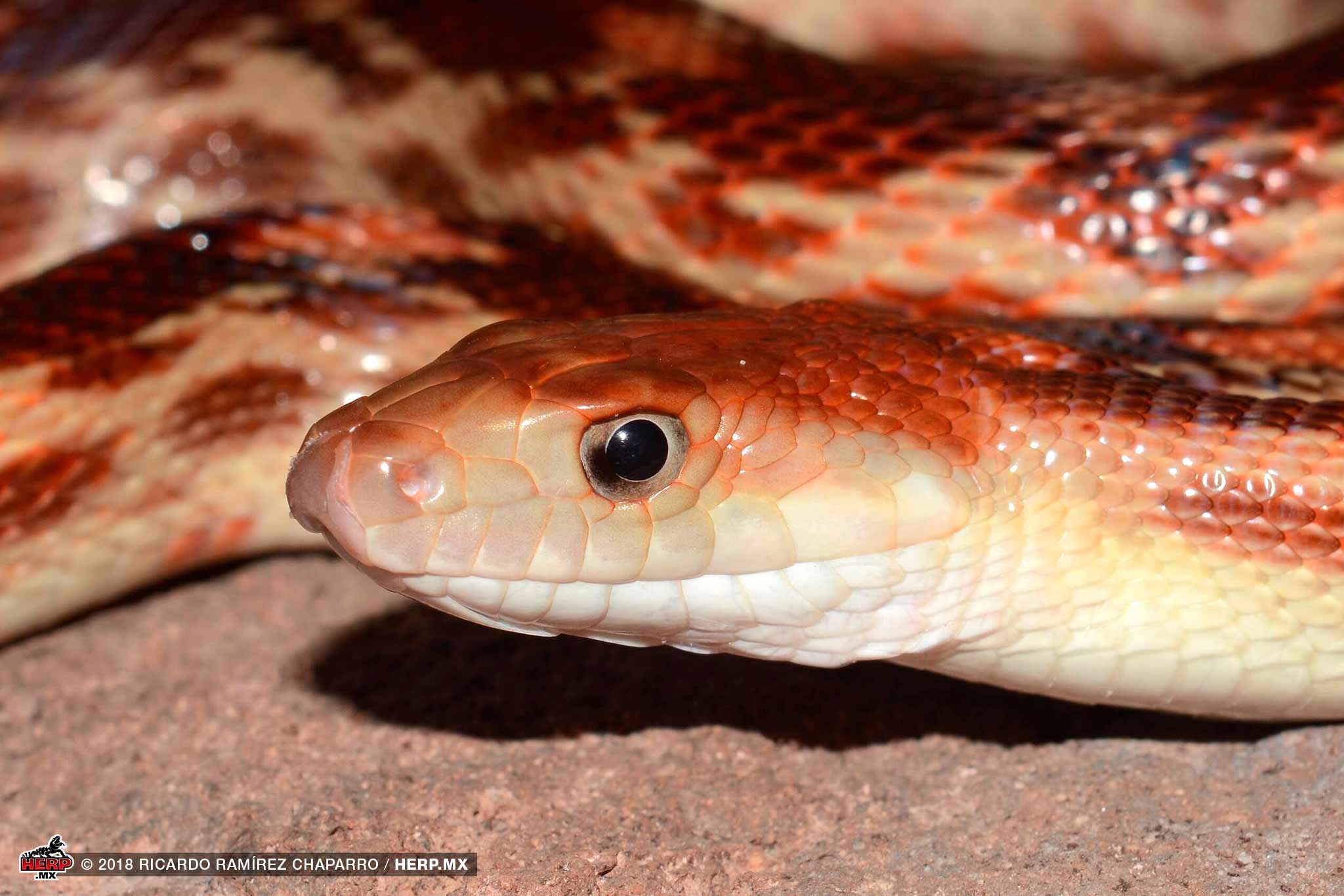 Cape Gopher Snake (Pituophis vertebralis) <br />© Ricardo Ramírez Chaparro / HERP.MX