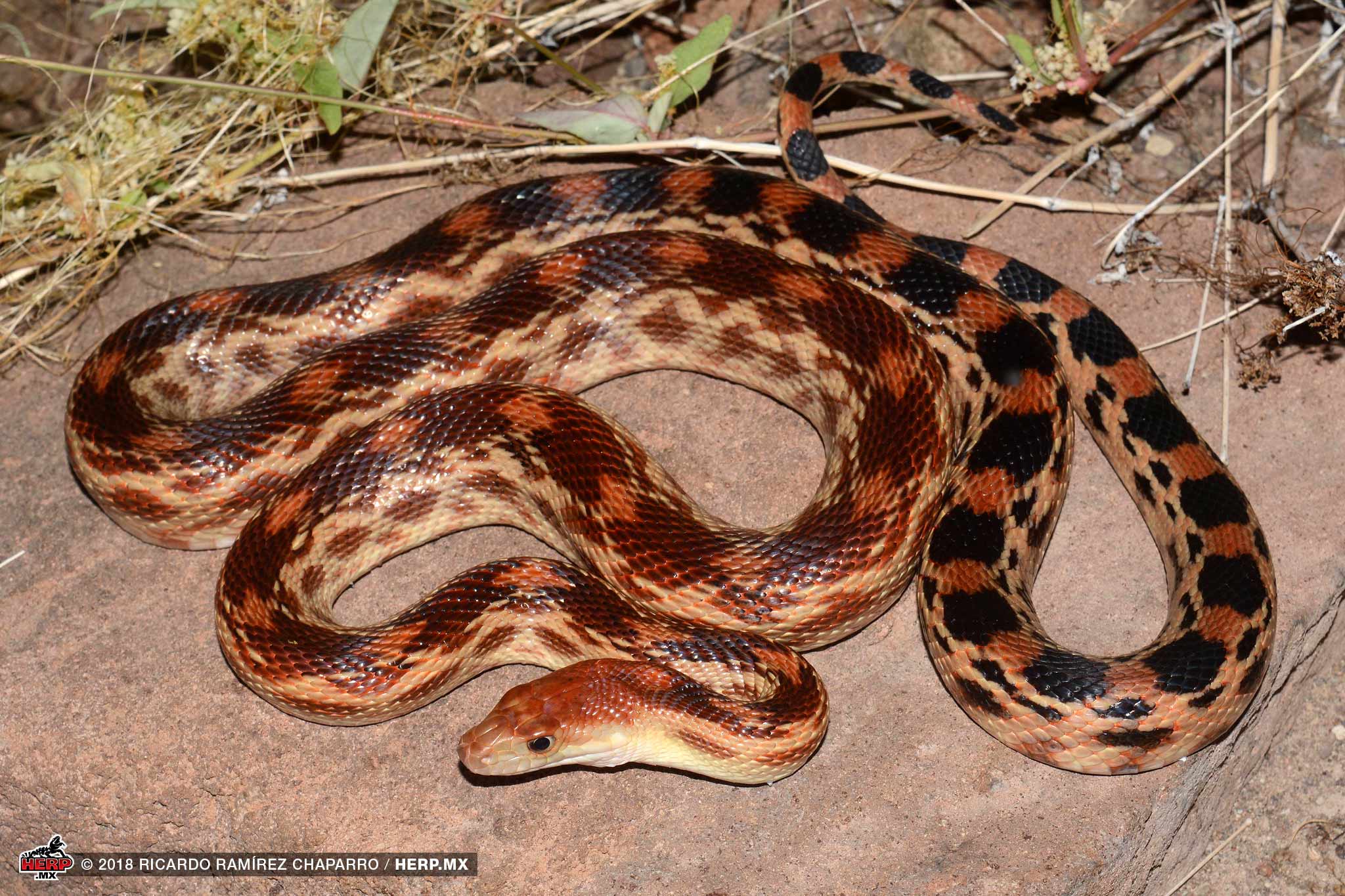 Cape Gopher Snake (Pituophis vertebralis) <br />© Ricardo Ramírez Chaparro / HERP.MX