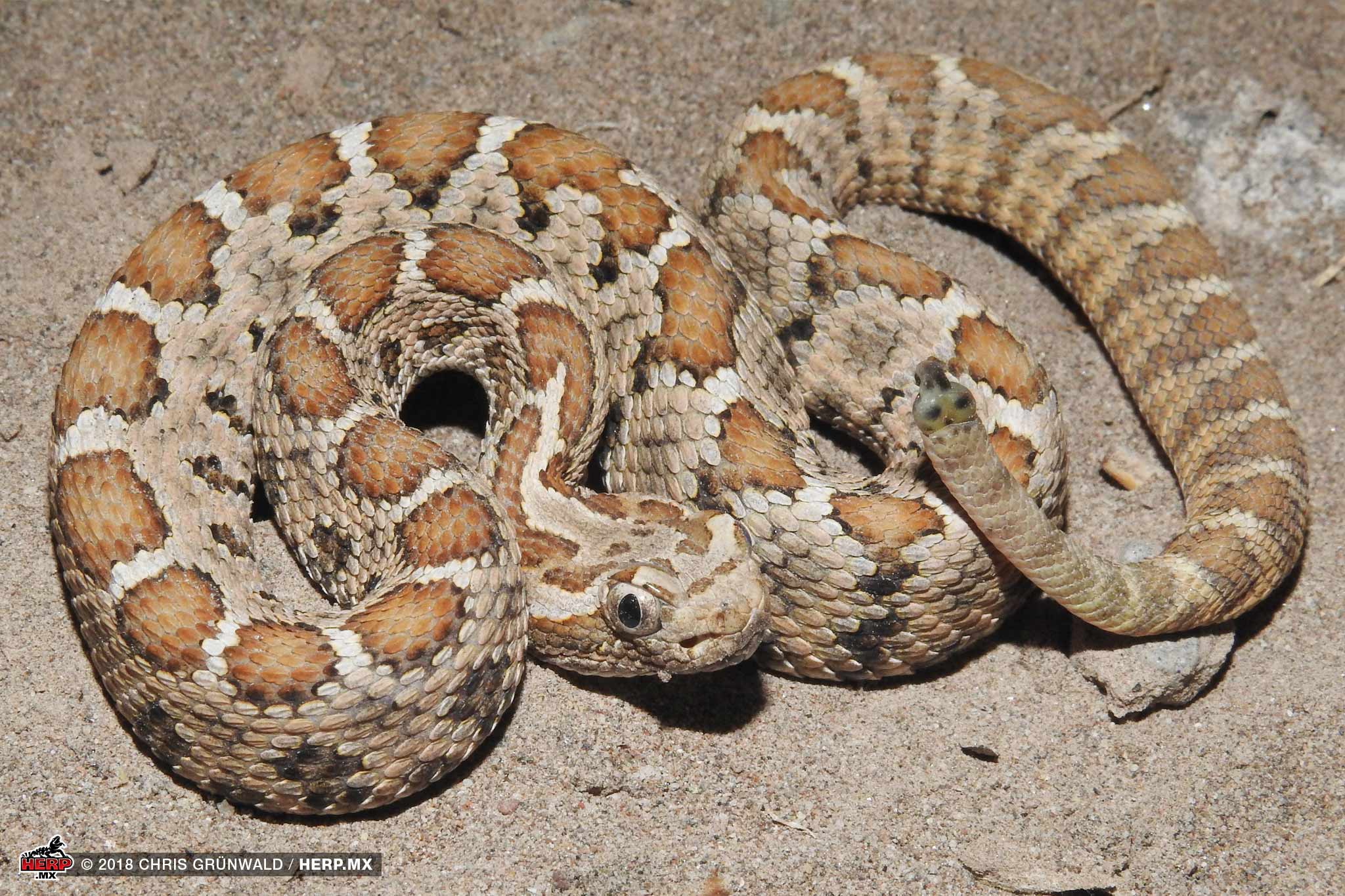 Cerralvo Rattlesnake (Crotalus enyo cerralvensis) <br />© Chris Grünwald / HERP.MX