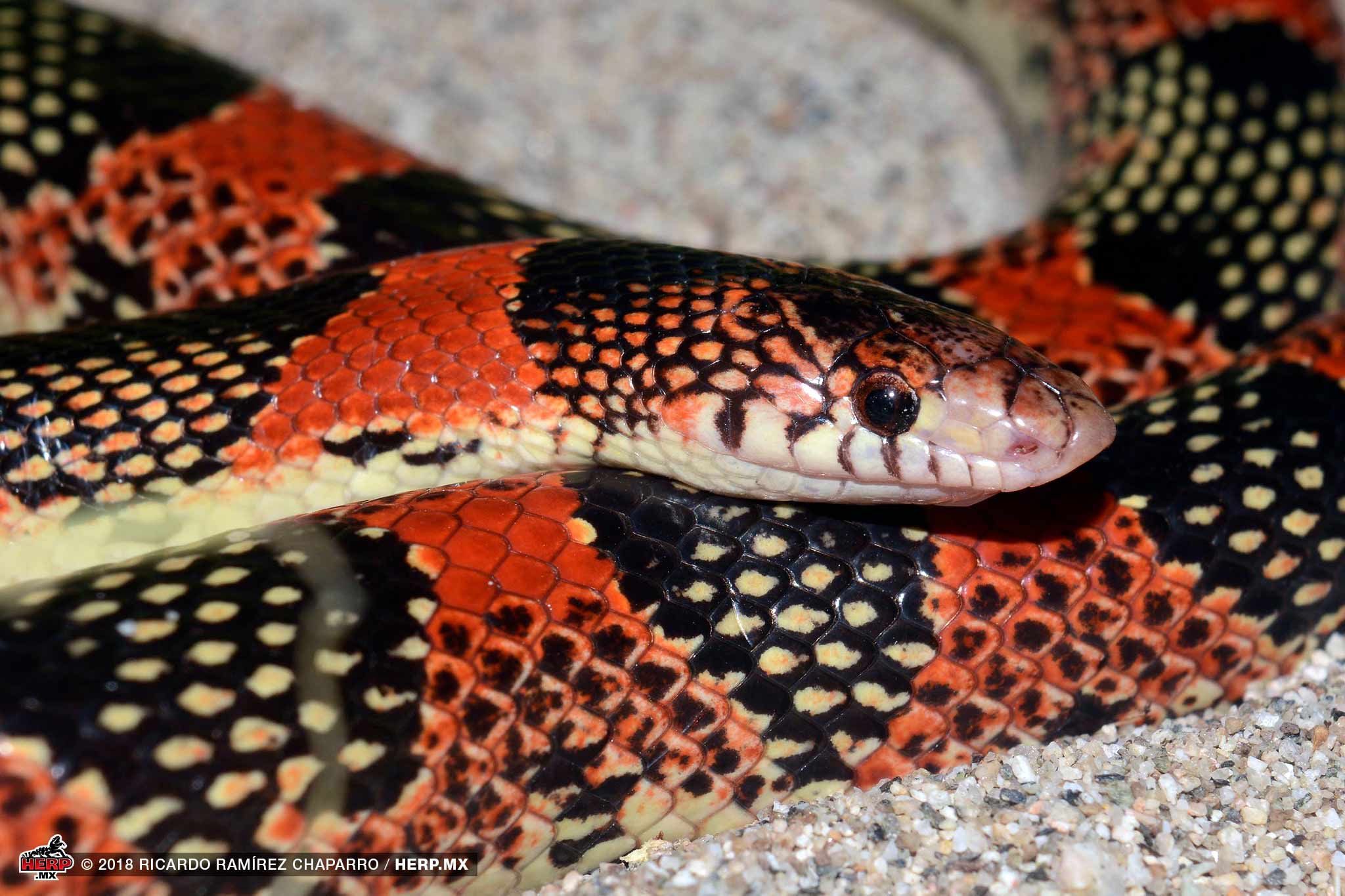 Cerralvo Island Longnose Snake (Rhinocheilus etheridgei) <br />© Chris Grünwald / HERP.MX