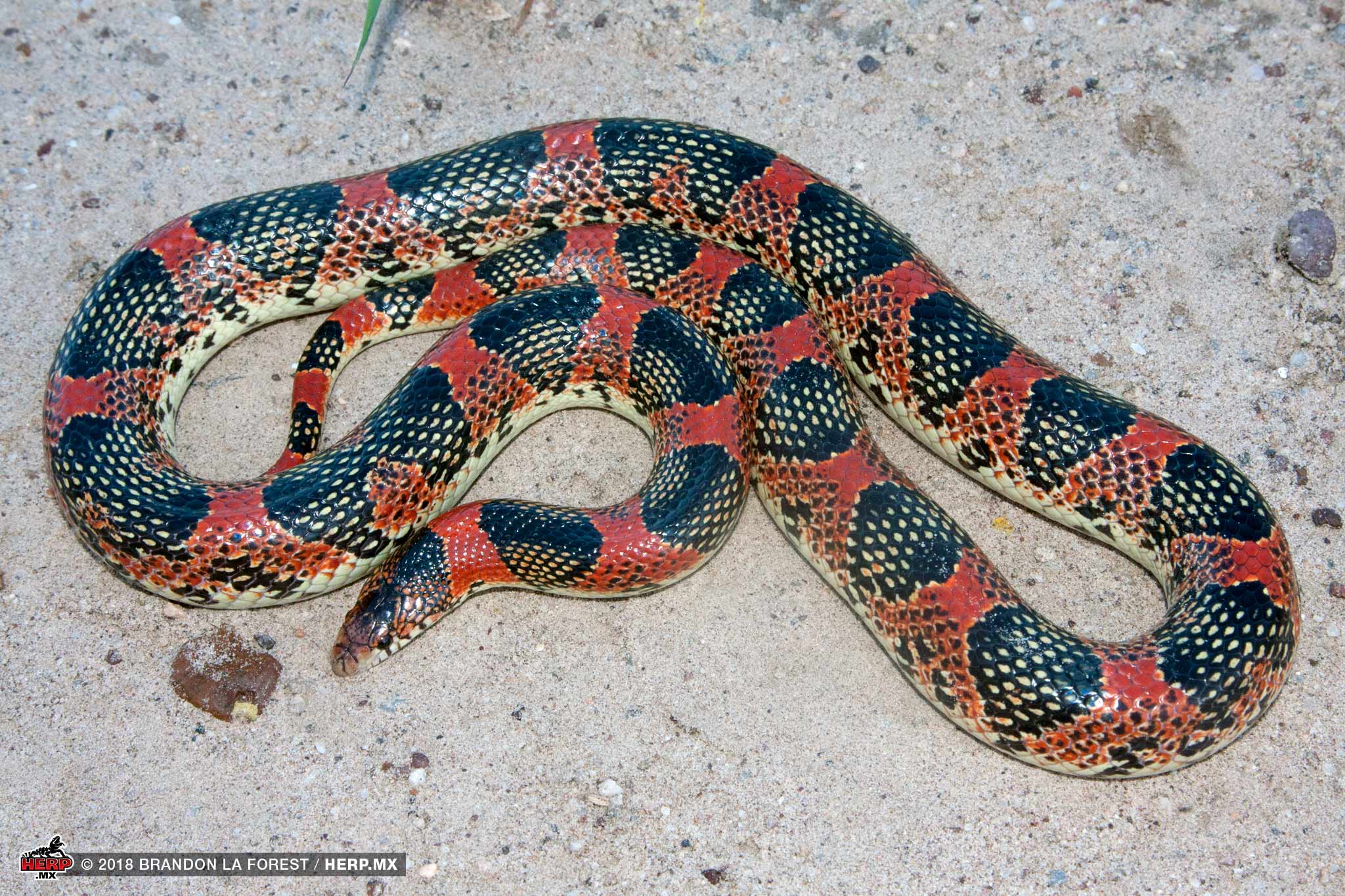 Cerralvo Island Longnose Snake (Rhinocheilus etheridgei) © Brandon La Forest / HERP.MX