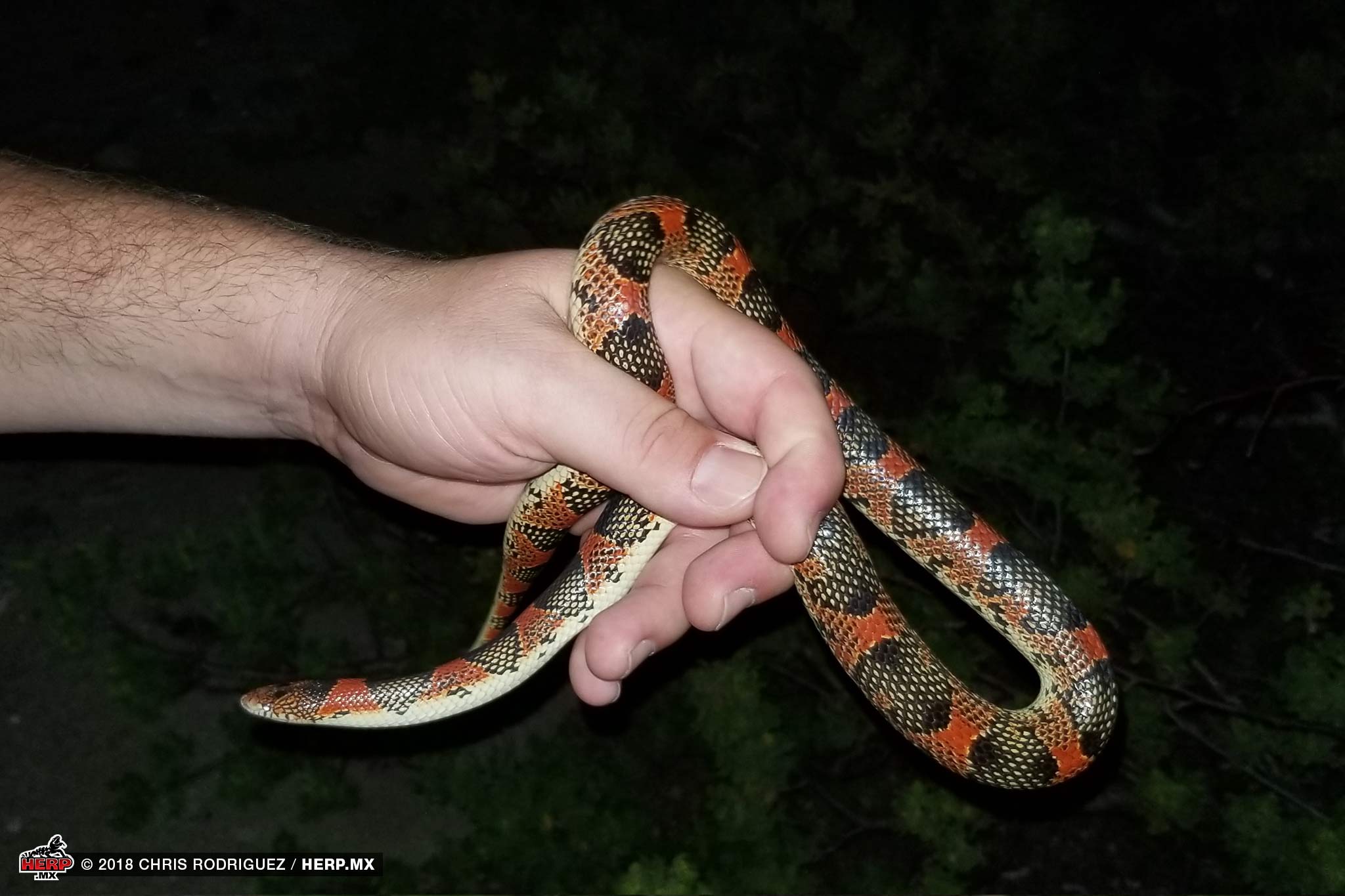 Cerralvo Island Longnose Snake shortly after capture <br />© Chris Rodriguez / HERP.MX