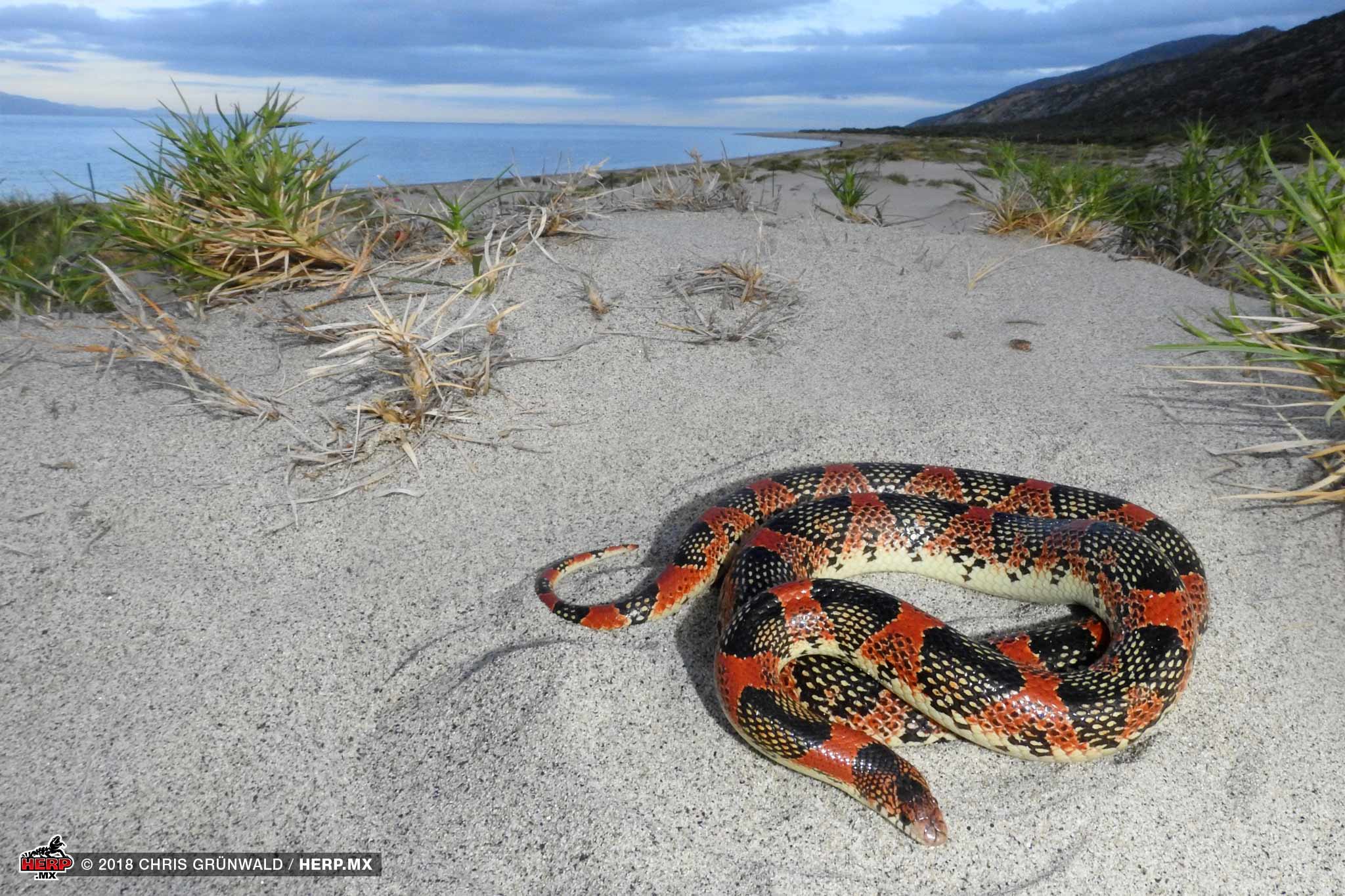 Cerralvo Island Longnose Snake (Rhinocheilus etheridgei) © Chris Grünwald / HERP.MX