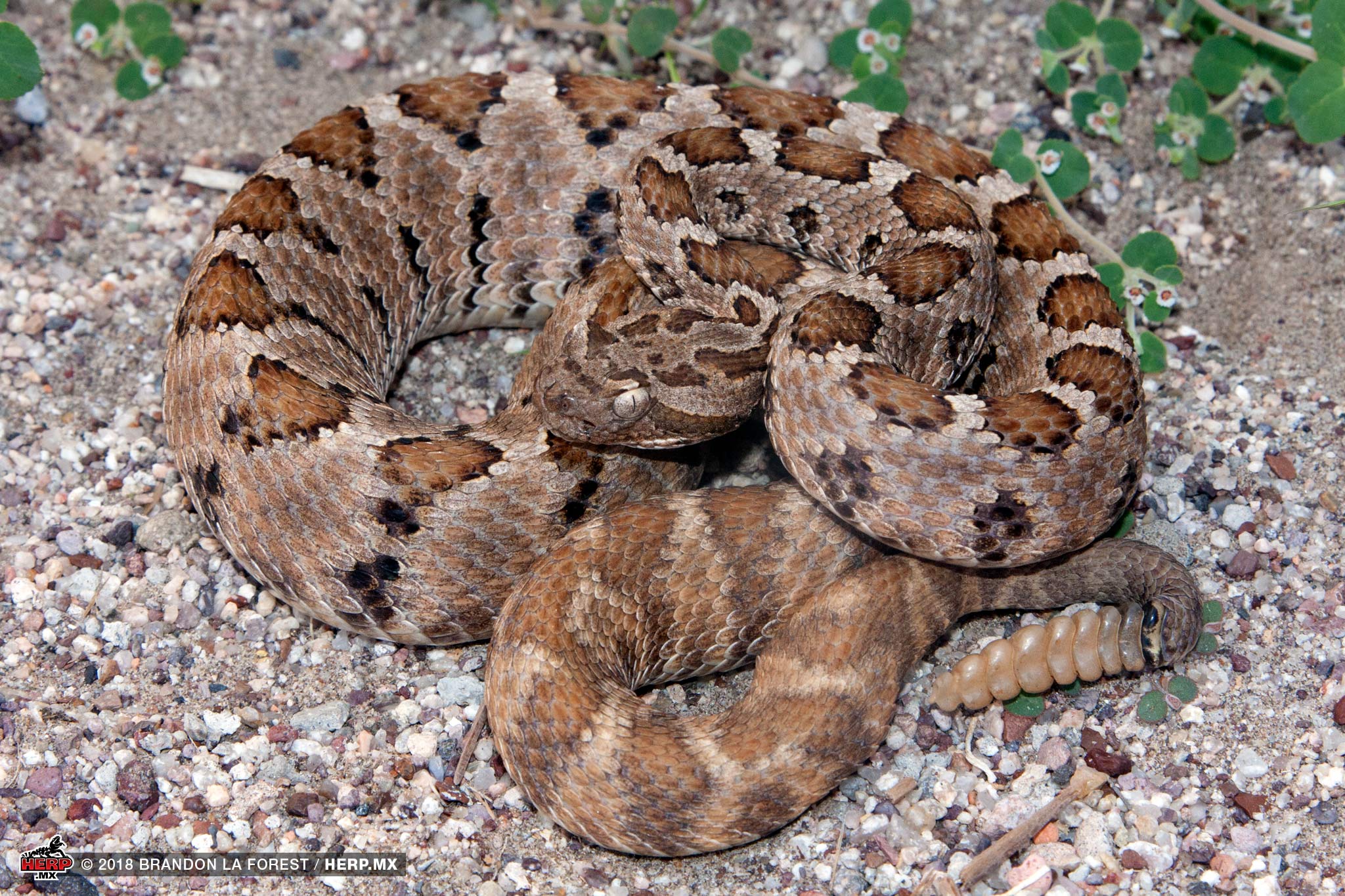 Cerralvo Rattlesnake (Crotalus enyo cerralvensis) © Brandon La Forest / HERP.MX