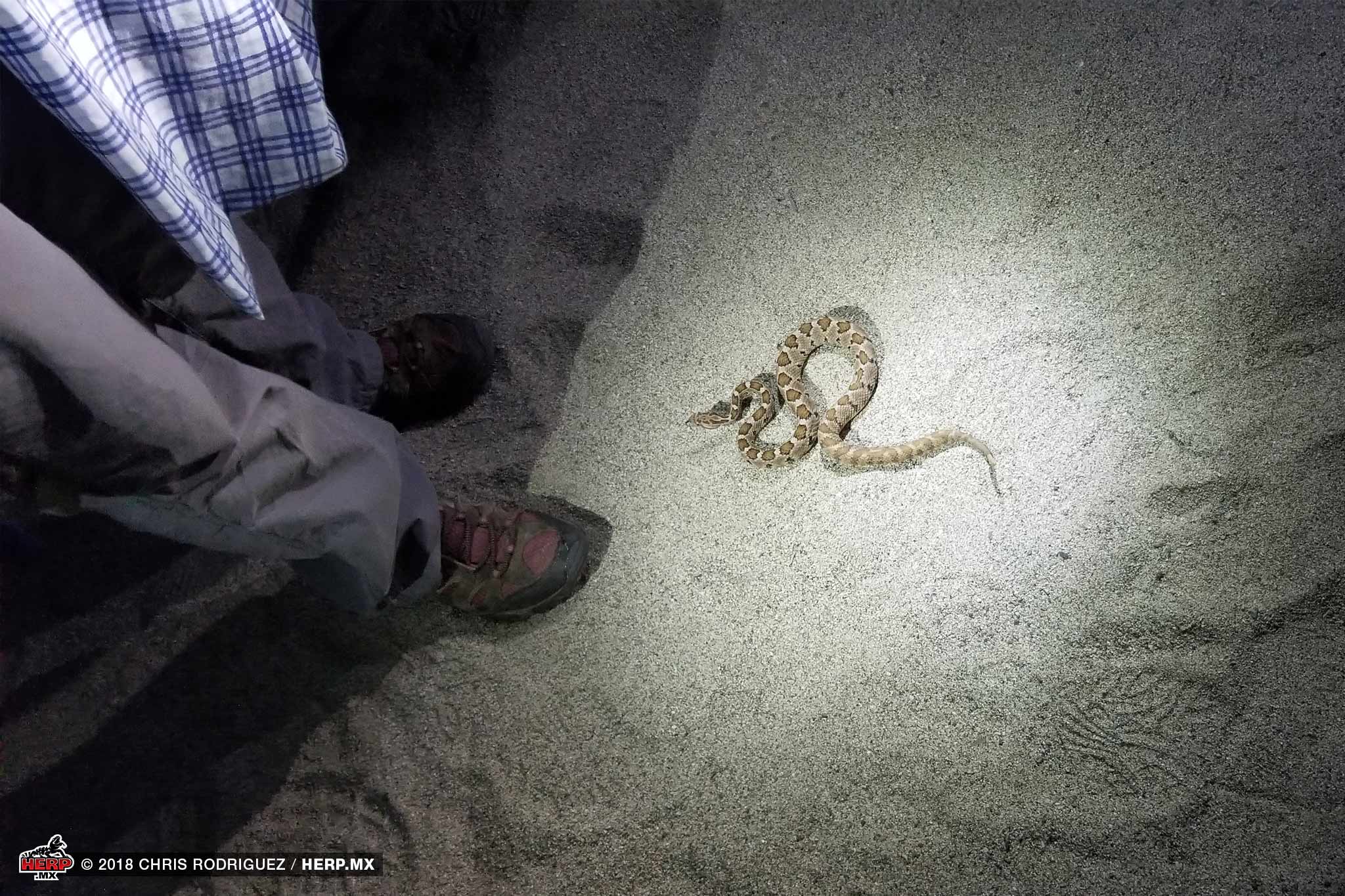 Cerralvo Rattlesnake (Crotalus enyo cerralvensis) © Chris Rodriguez / HERP.MX