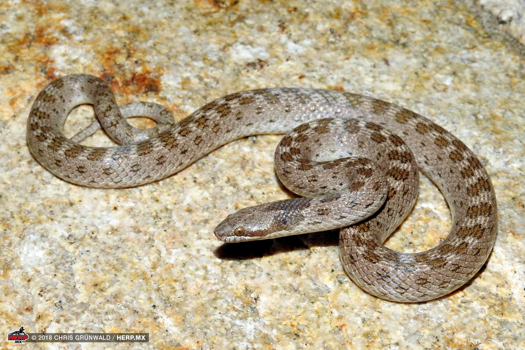 Coast Night Snake (<i>Hypsilena ochrorhyncha</i>) © Brandon La Forest / HERP.MX