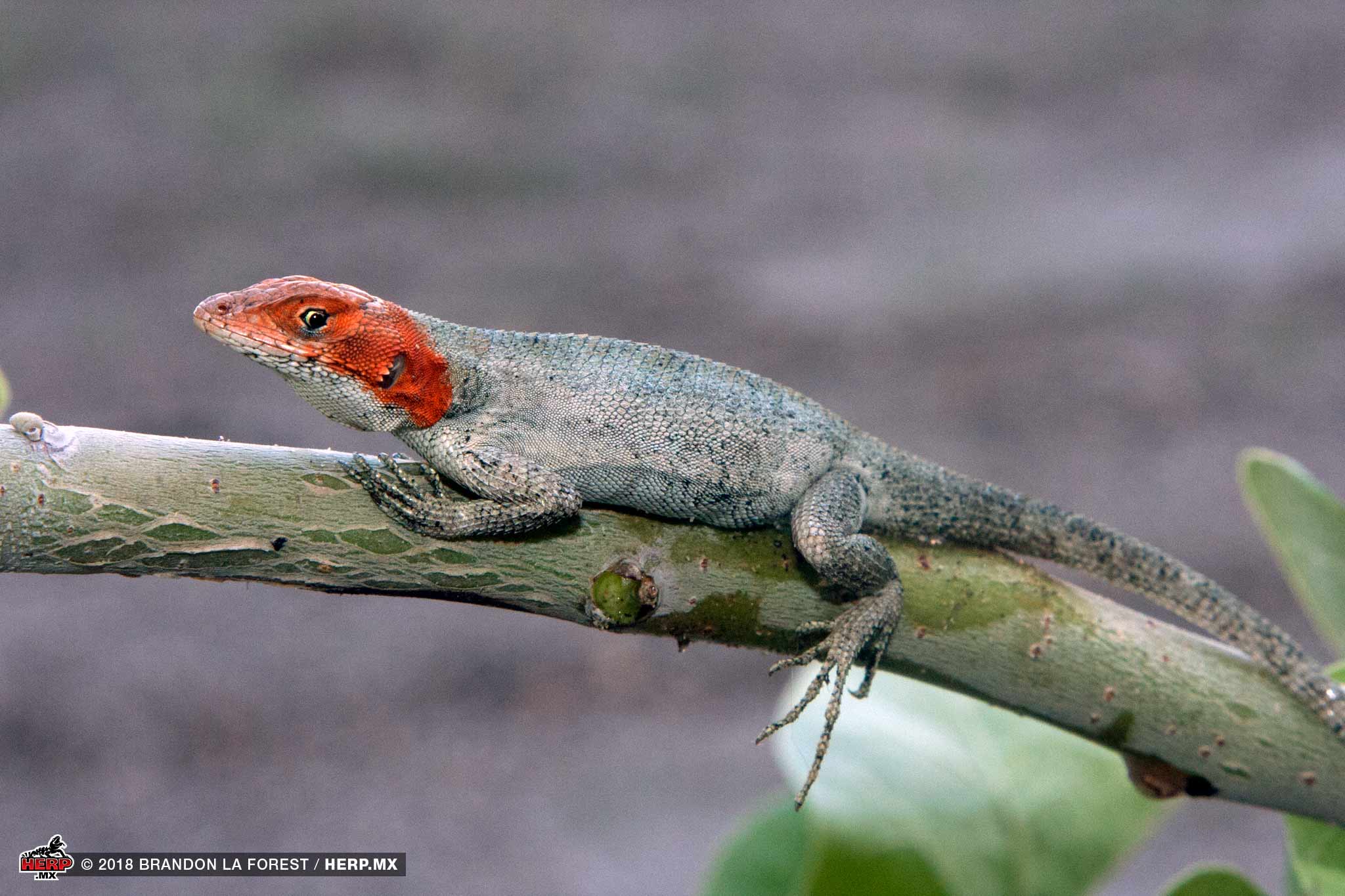 Cerralvo Island Spiny Lizard (<em>Sceloporus grandaevus</em>) <br />© Brandon La Forest / HERP.MX