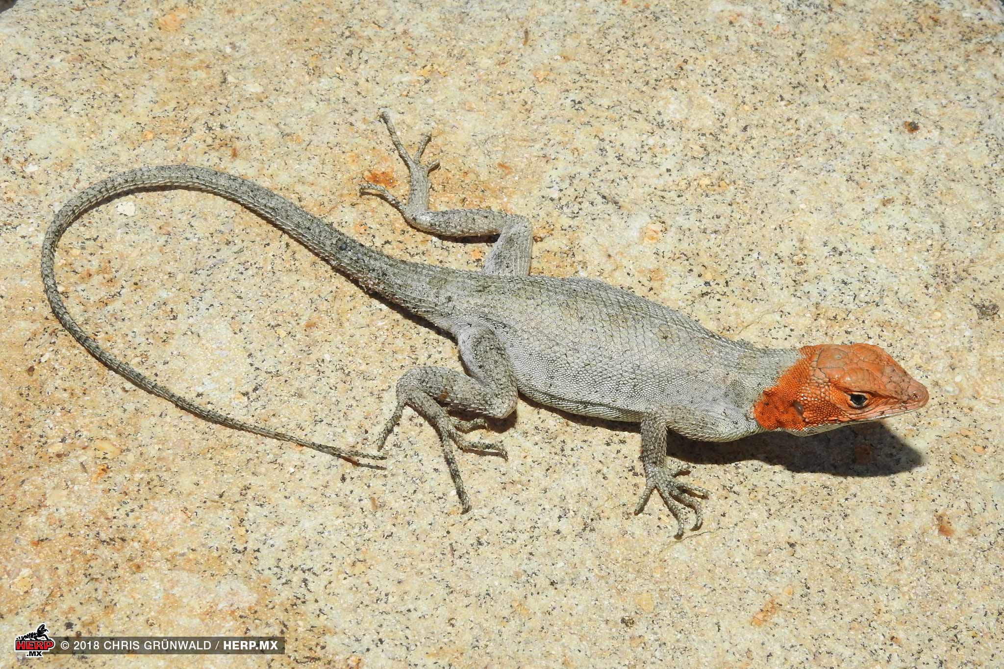Cerralvo Island Spiny Lizard (<em>Sceloporus grandaevus</em>) <br />© Chris Grünwald / HERP.MX
