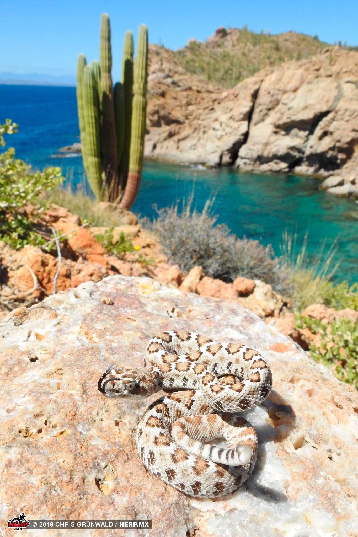 Santa Catalina Rattlesnake (<em>Crotalus catalinensis</em>)<br />© Chris Grünwald / HERP.MX