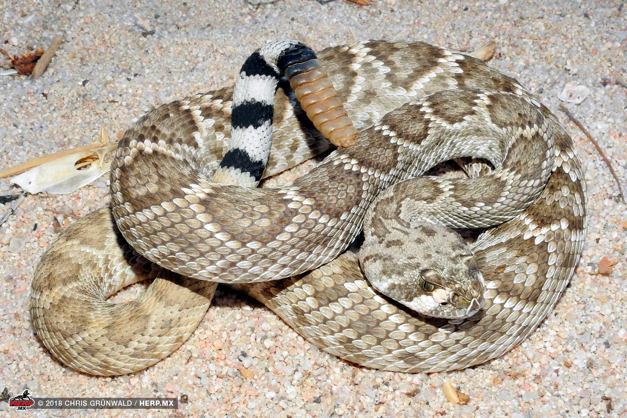 San Lucan Rattlesnake (Crotalus ruber lucasensis) © Chris Grünwald / HERP.MX