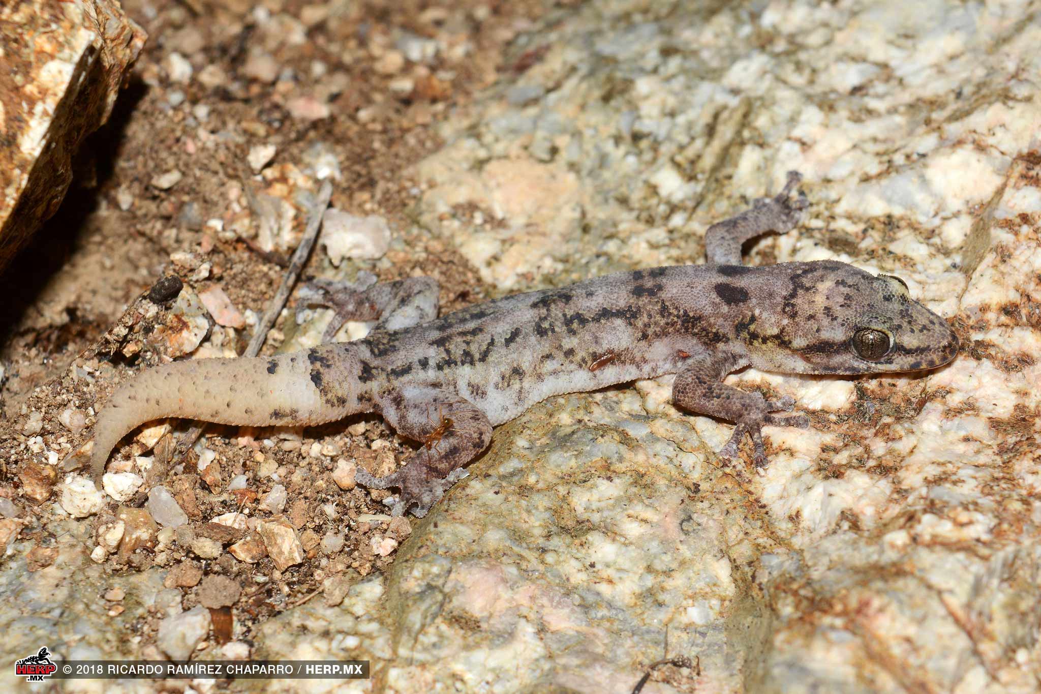 San Lucan Leaf-Toed Gecko (Phyllodactylus unctus) <br />© Ricardo Ramírez Chaparro / HERP.MX