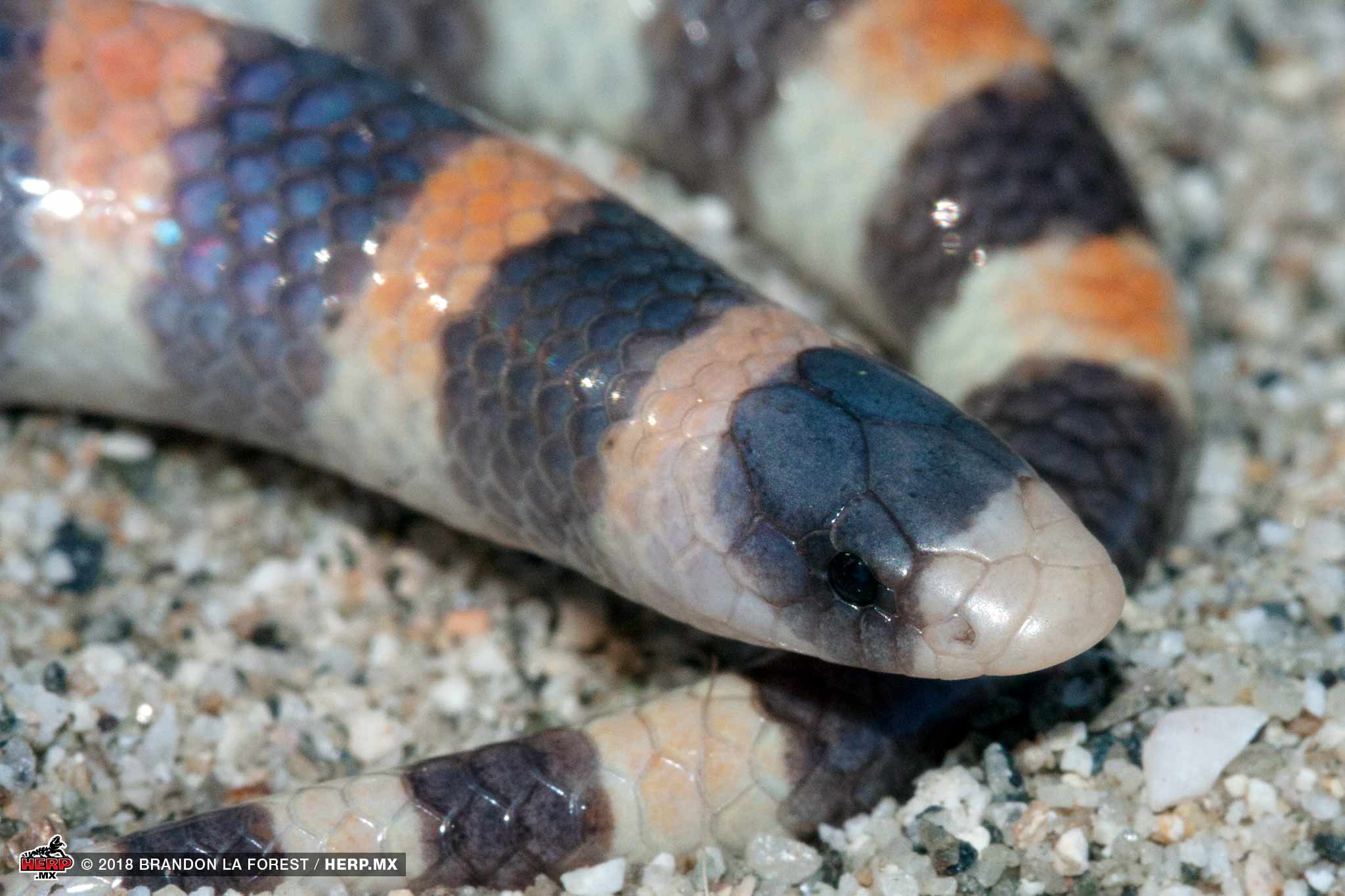 Savage's Sand Snake (Chilomeniscus savagei) <br />© Ricardo Ramírez Chaparro / HERP.MX