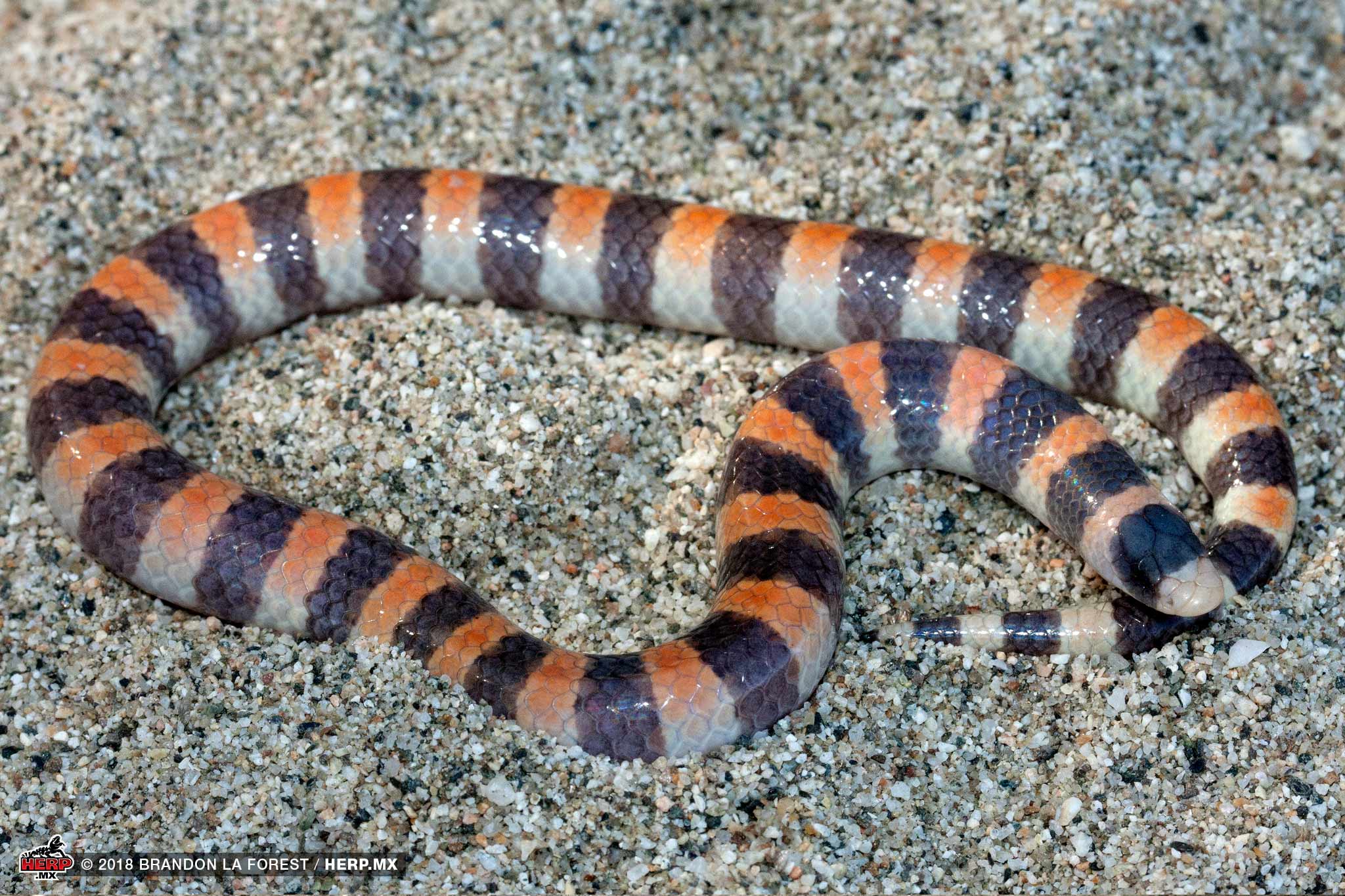 Savage's Sand Snake (Chilomeniscus savagei) <br />© Ricardo Ramírez Chaparro / HERP.MX