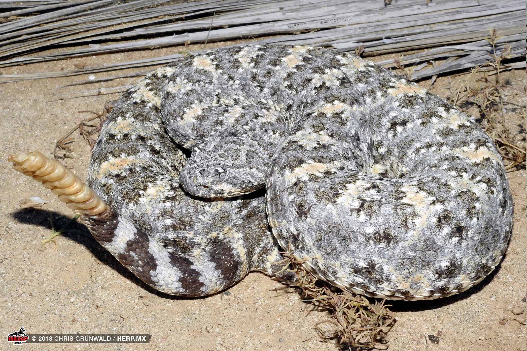 Speckled Rattlesnake (Crotalus mitchelli) © Chris Grünwald / HERP.MX