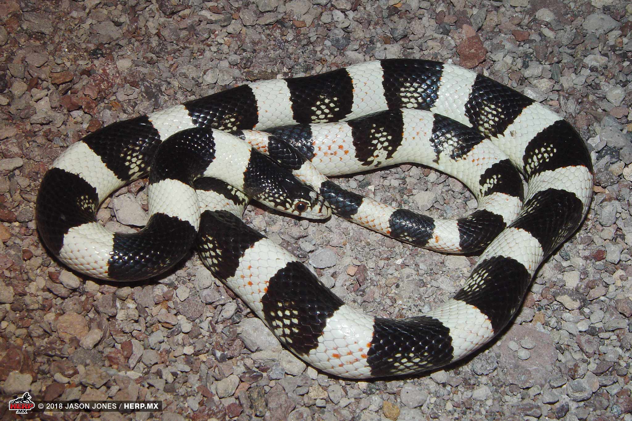 A Western Longnose Snake (<i>Rhinocheilus antoni</i>) from coastal Nayarit