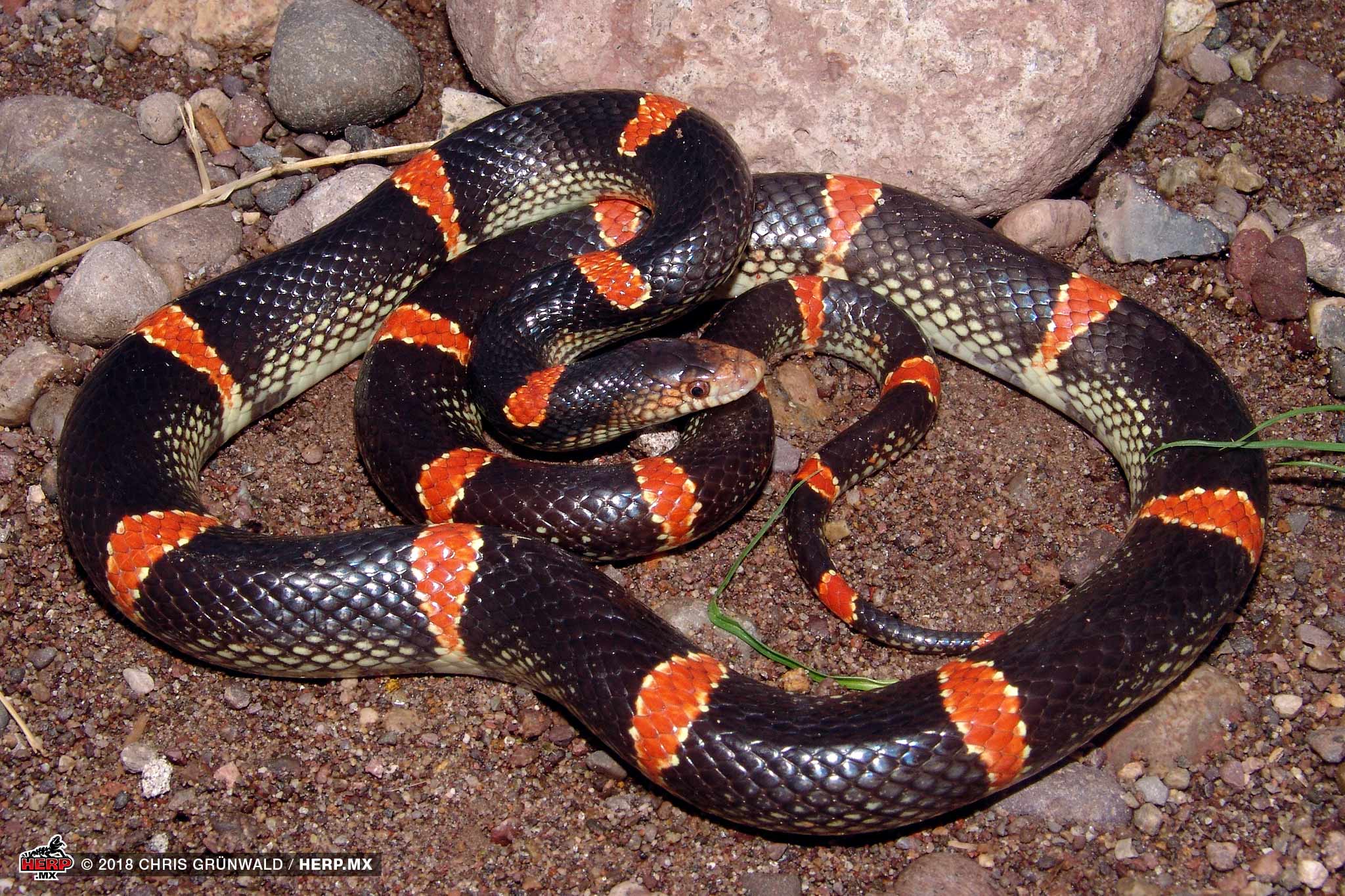 A Western Longnose Snake (<i>Rhinocheilus antonii</i>) from coastal Nayarit