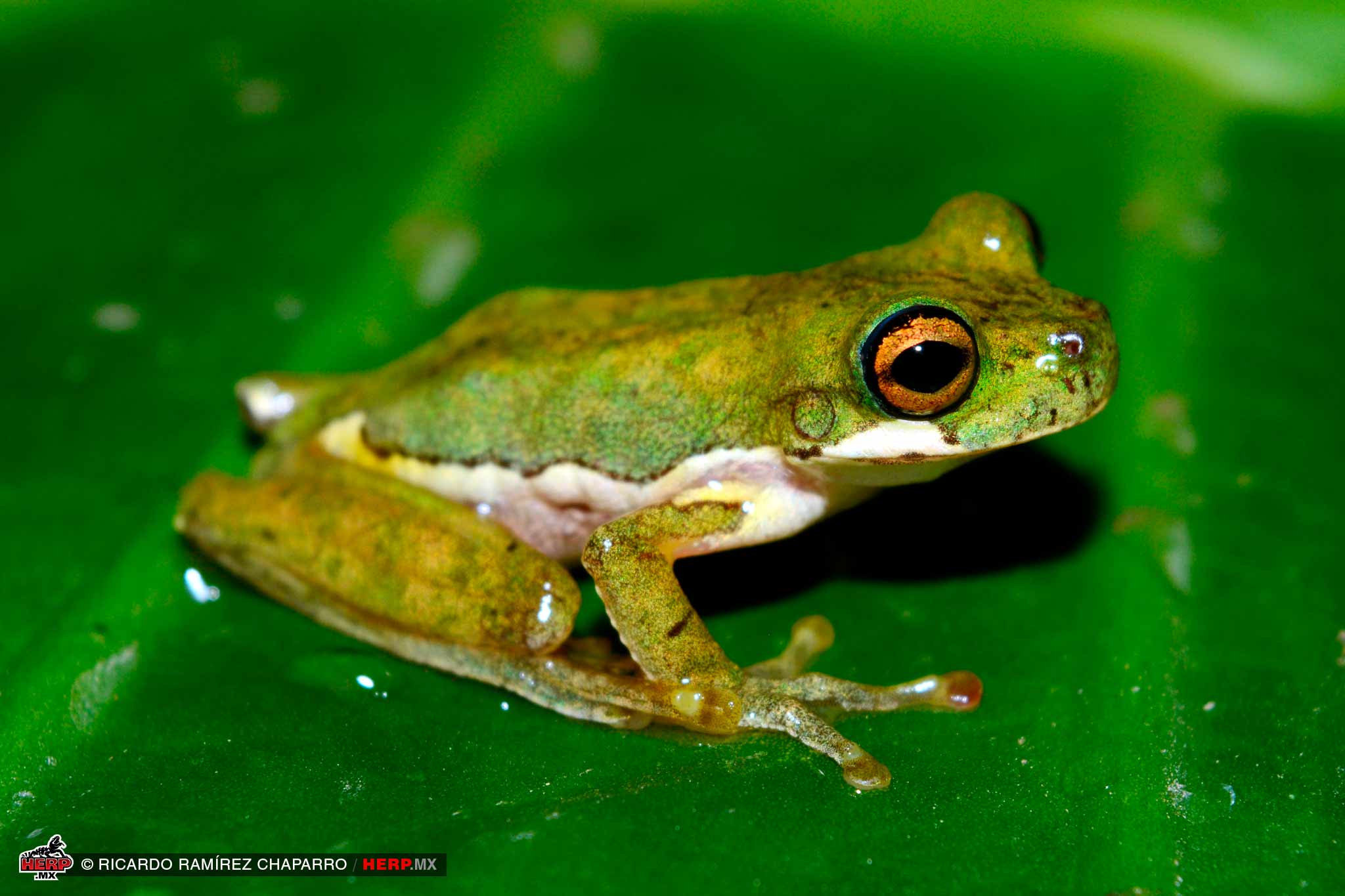 Chamula Mountain Brook Frog (<em>Duellmanohyla chamulae</em>)<br />© Ricardo Ramírez Chaparro / HERP.MX