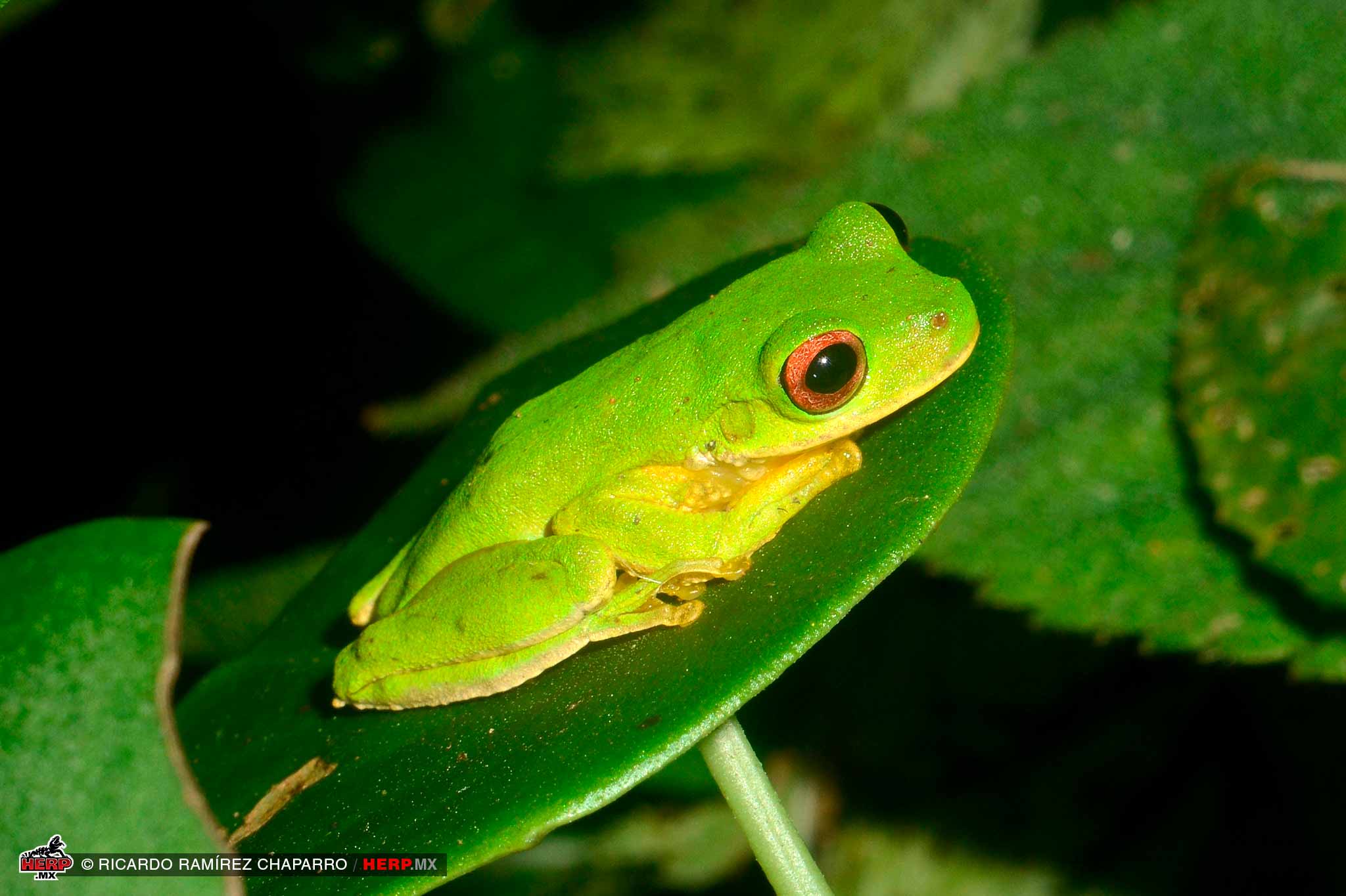 Undescribed Evergreen Forest Stream Treefrog (<em>Quilticohyla </em>sp.)<br />© Ricardo Ramírez Chaparro / HERP.MX