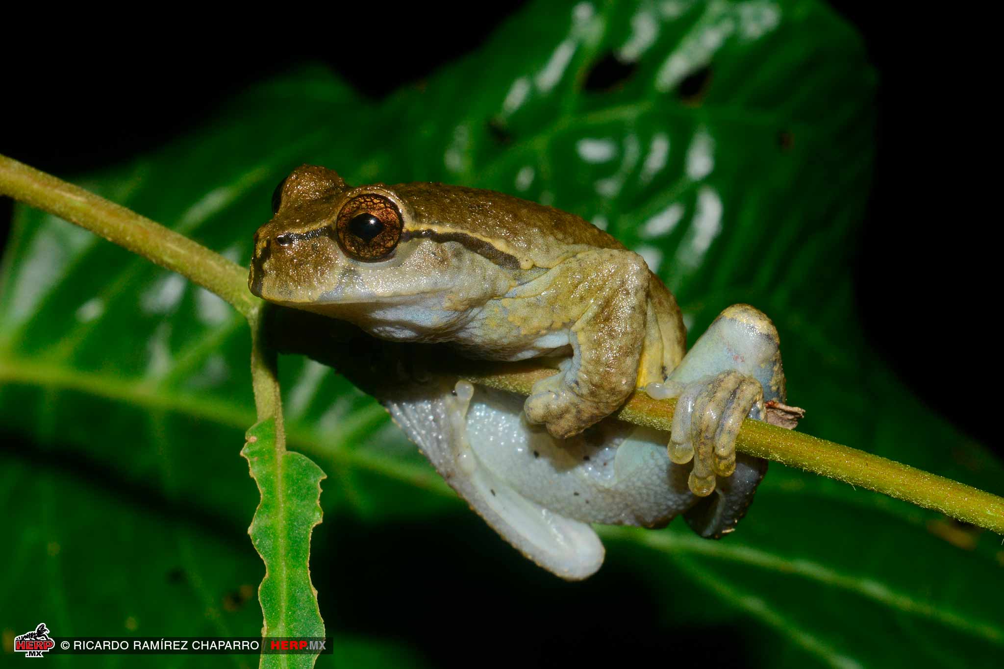 Ixil Spikethumb Frog (<em>Plectrohyla ixil</em>)<br />© Ricardo Ramírez Chaparro / HERP.MX