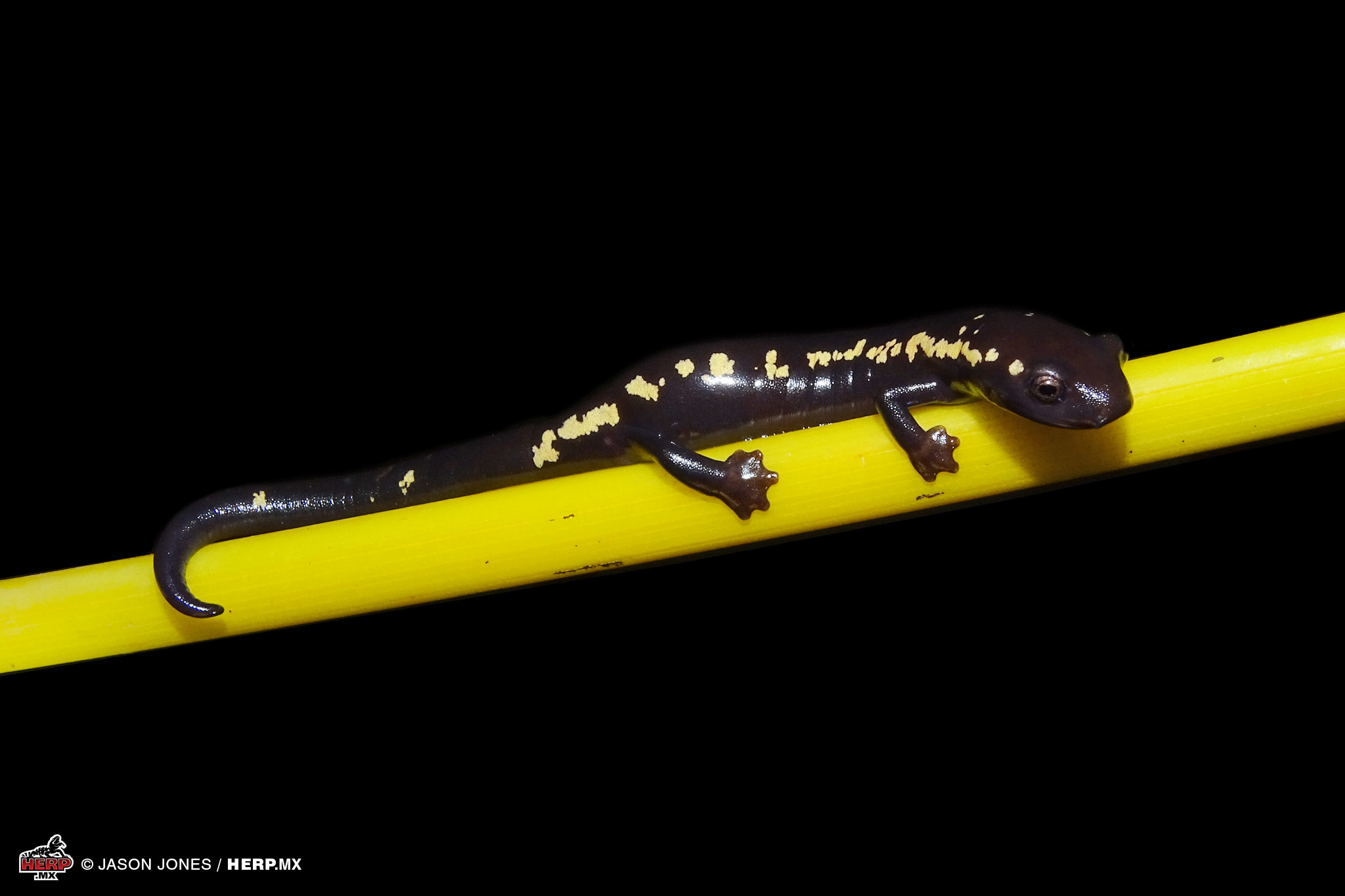 Guerreran Climbing Salamander (<em>Bolitoglossa hermosa</em>) © Jason Jones / HERP.MX
