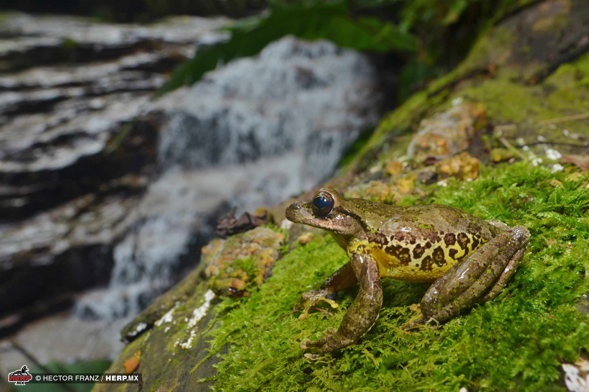 Spine-Fingered Treefrog (<em>Charadrahyla trux</em>) <br />© Hector Franz / HERP.MX