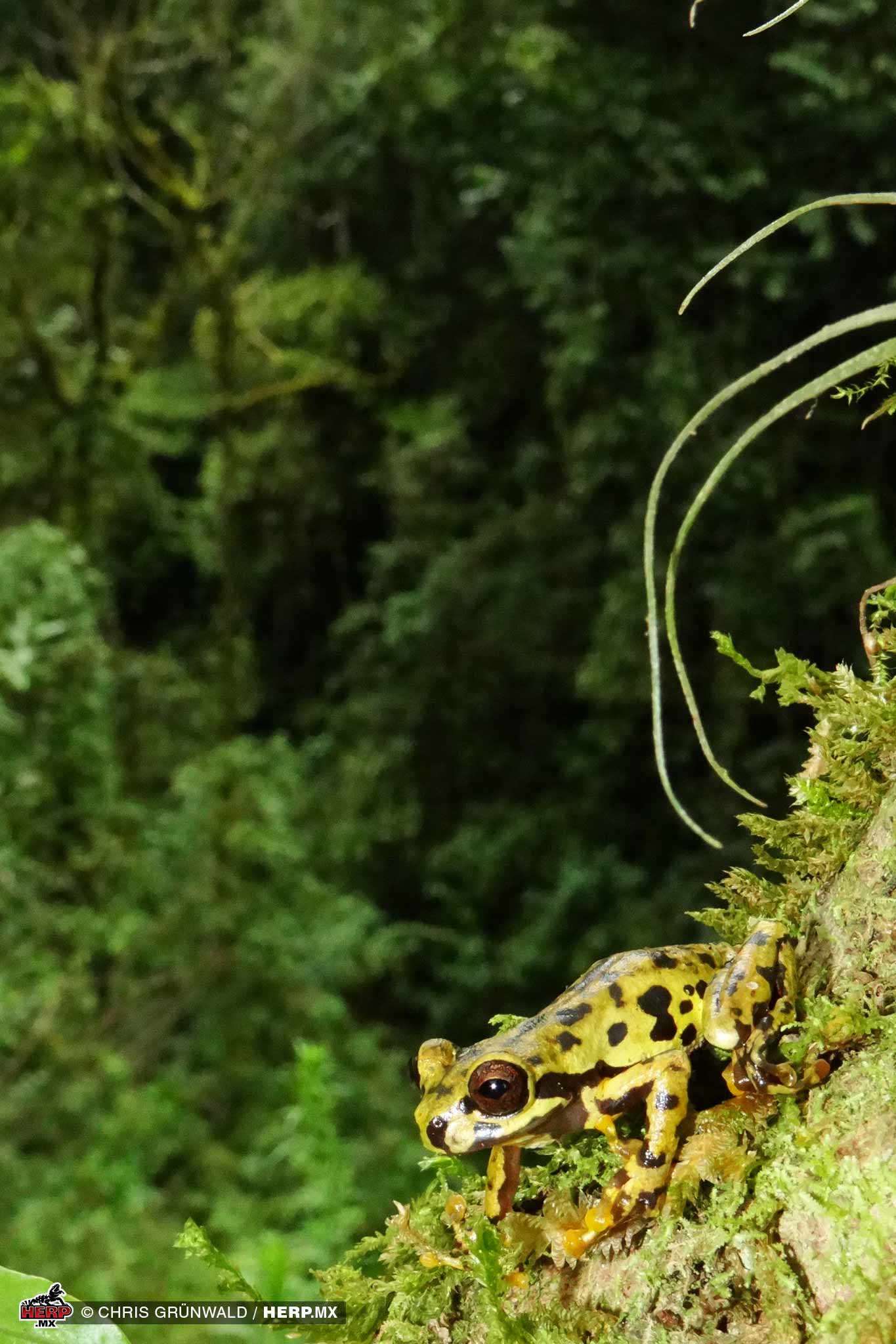 Toyota's Treefrog (<em>Sarcohyla toyota</em>) in habitat