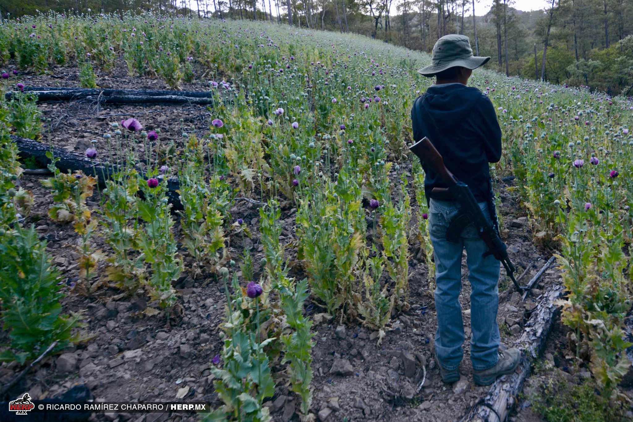 A man tends to his field © Ricardo Ramírez Chaparro / HERP.MX