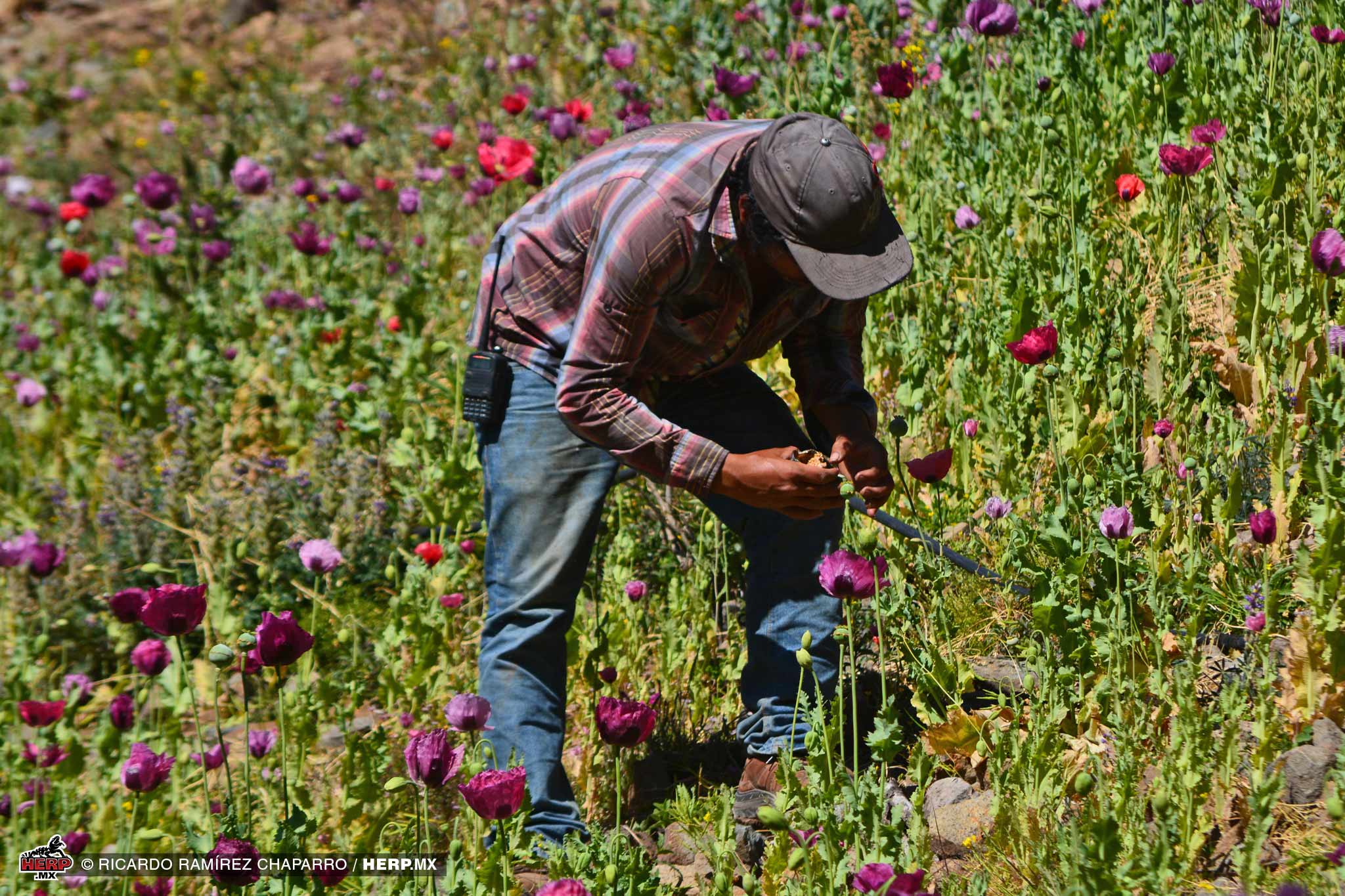 Working a poppy field <br />© Ricardo Ramírez Chaparro / HERP.MX