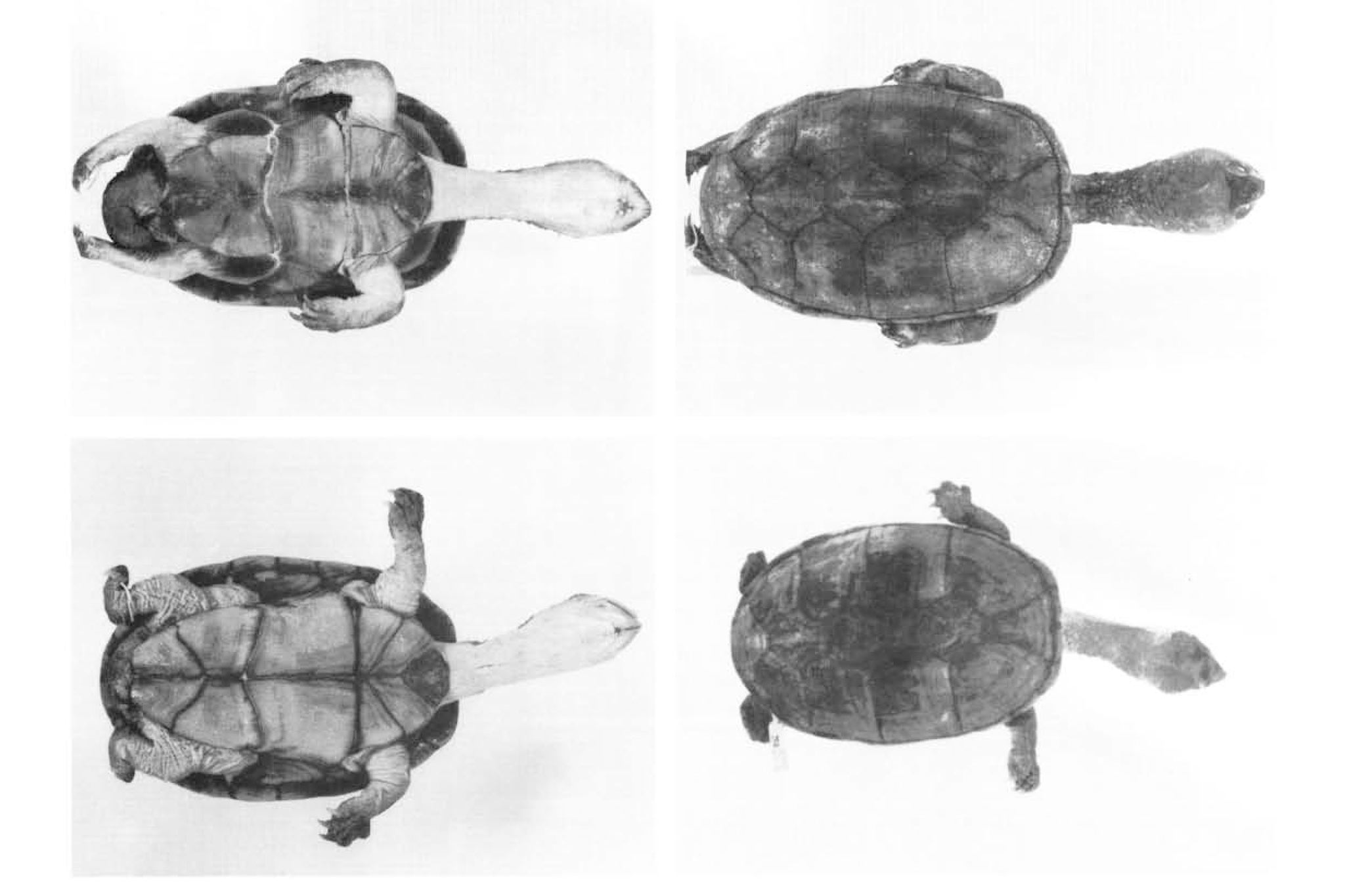 The holotype and allotype of the Jalisco Mud Turtle (<em>Kinosternon chimalhuaca</em>)