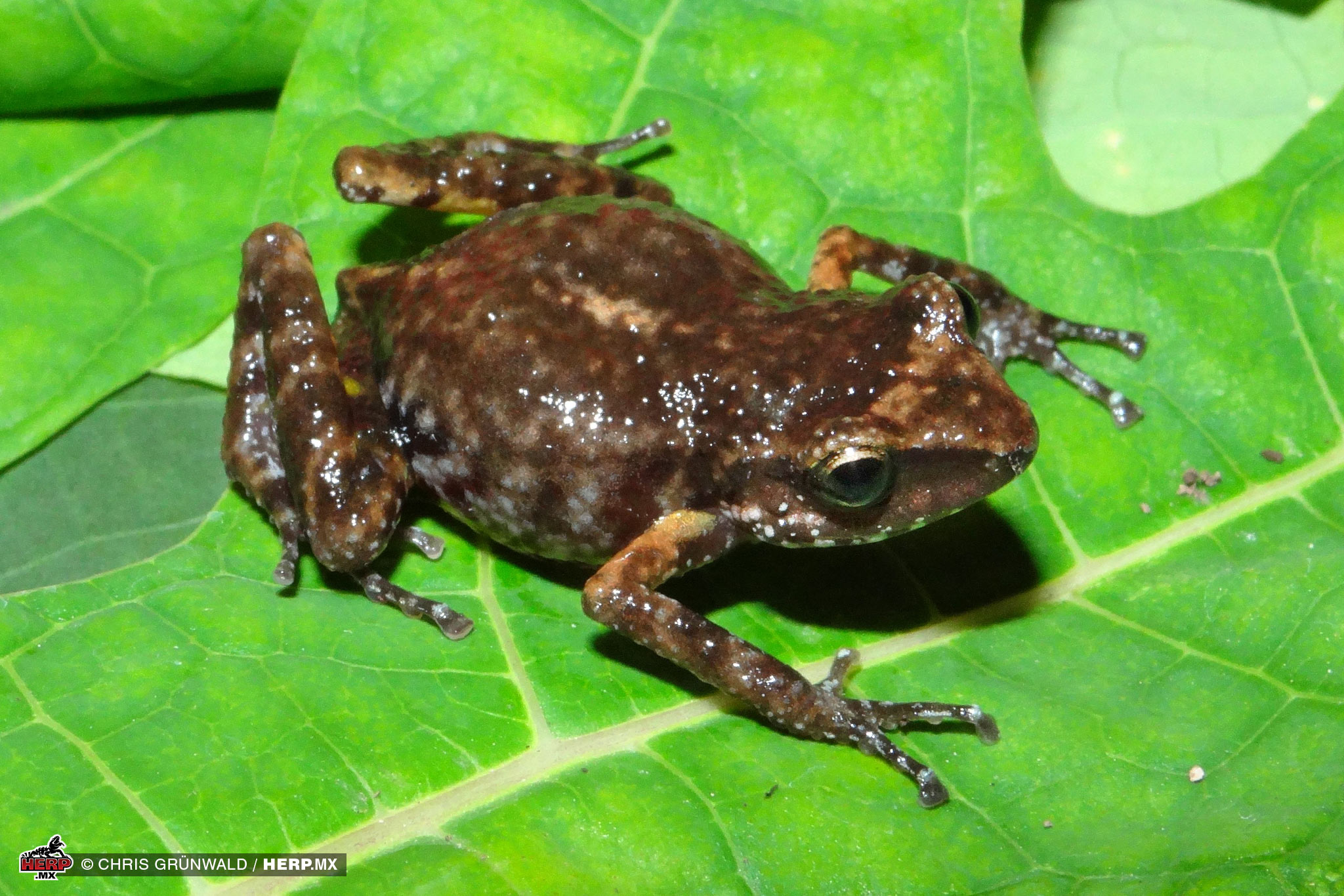 The first specimen of the Balsamo Peeping Frog (<em>Eleutherodactylus sentinelus</em>)